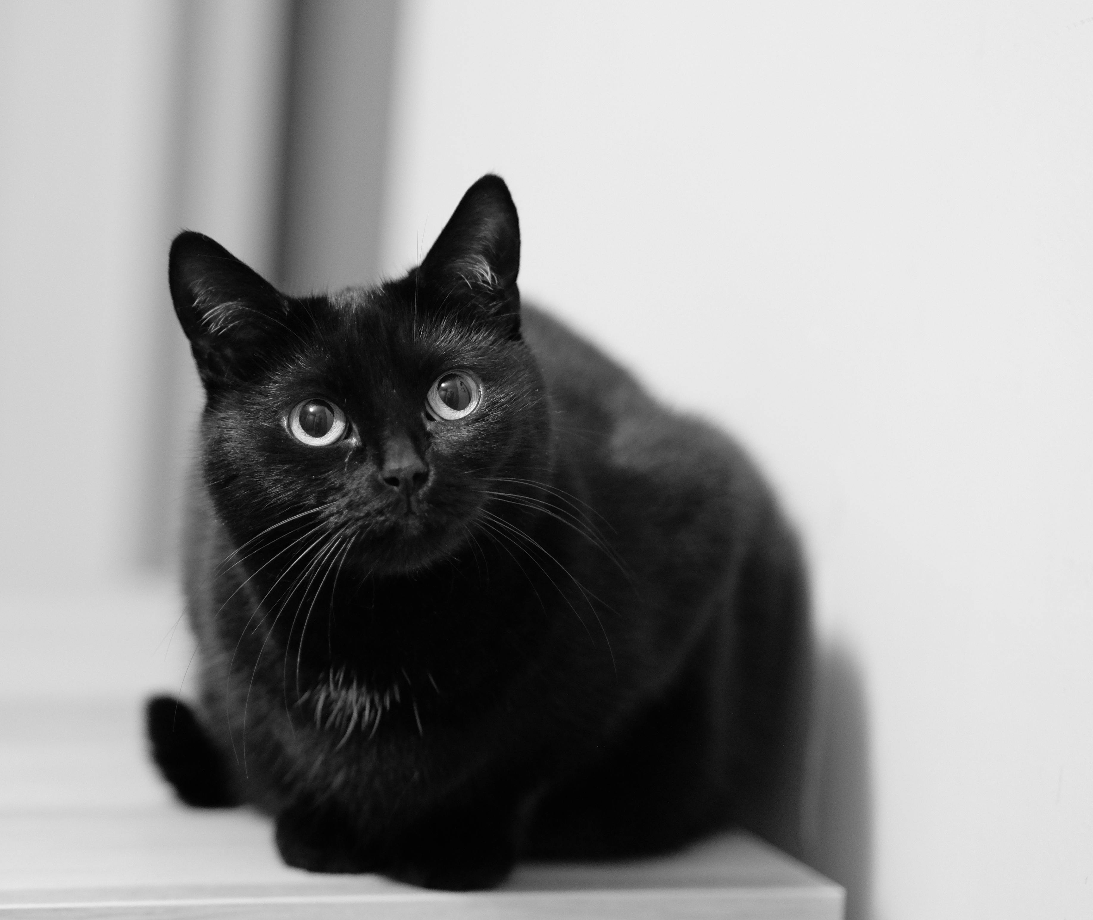 Black cat sitting on a shelf in black and white