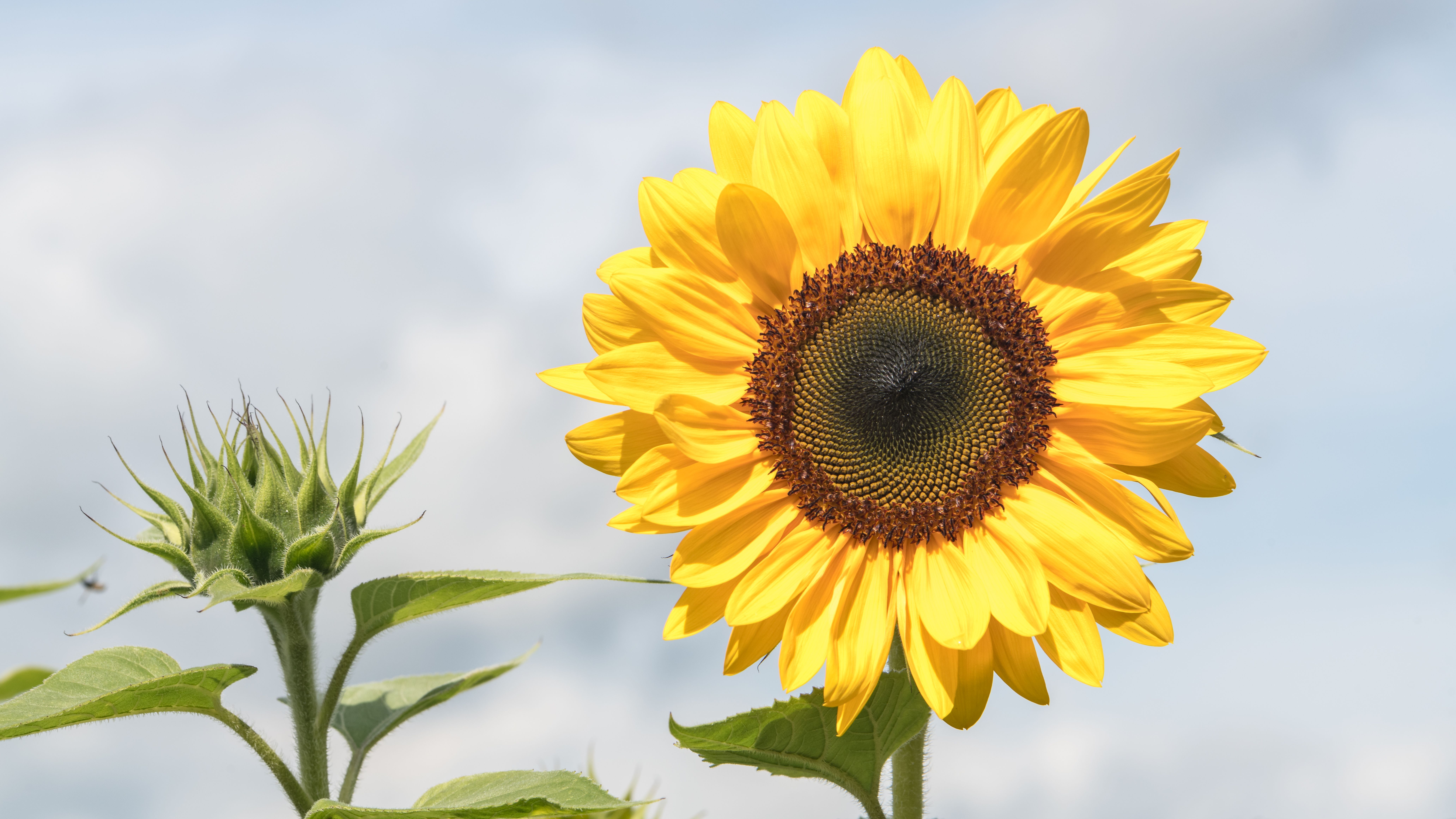 Head of a Blooming Sunflower · Free Stock Photo