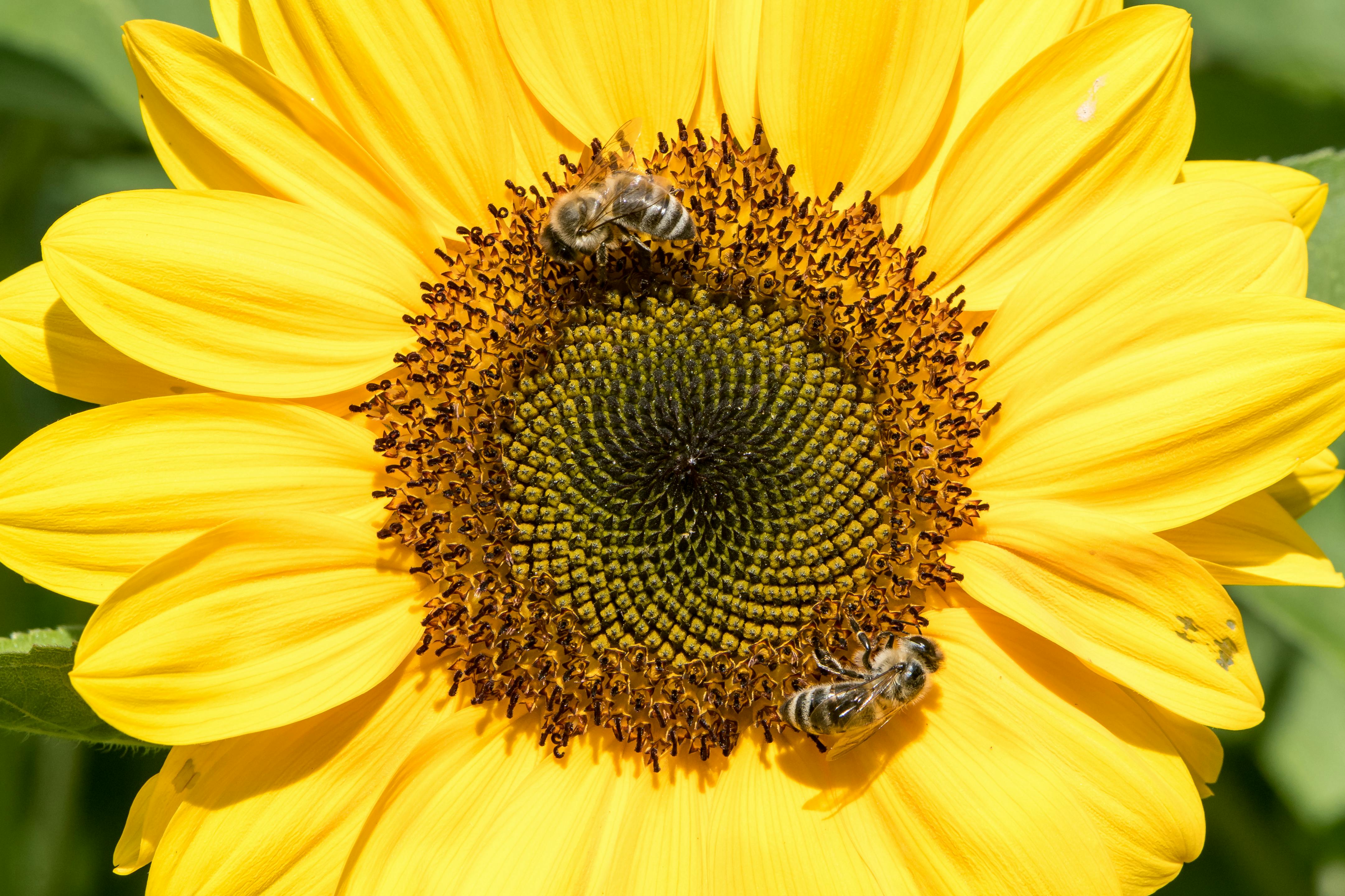 SONNENBLUME WIKIPEDIA visual data 5