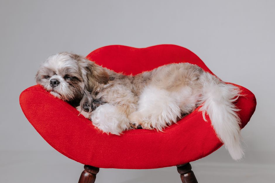 pet shop usando instagram para marketing digital