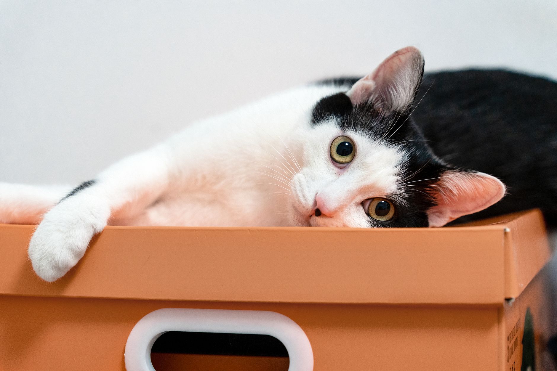 Best Cat Litter Boxes 2026: Covered, Self-Clean & Open