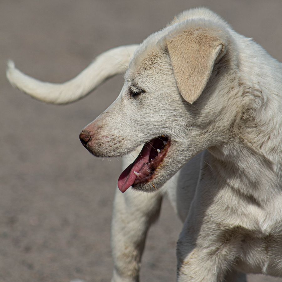 Golden Retriever puppy portrait outdoors healthy