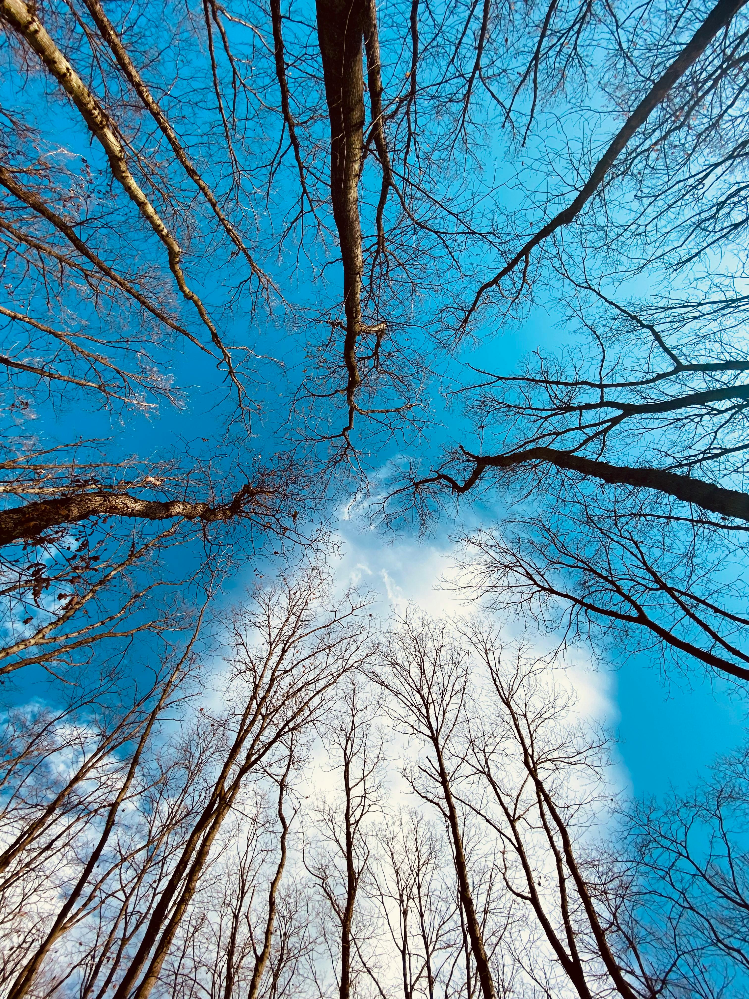 A captivating upward view of leafless trees against a bright blue sky in Kartepe, Kocaeli during winter.