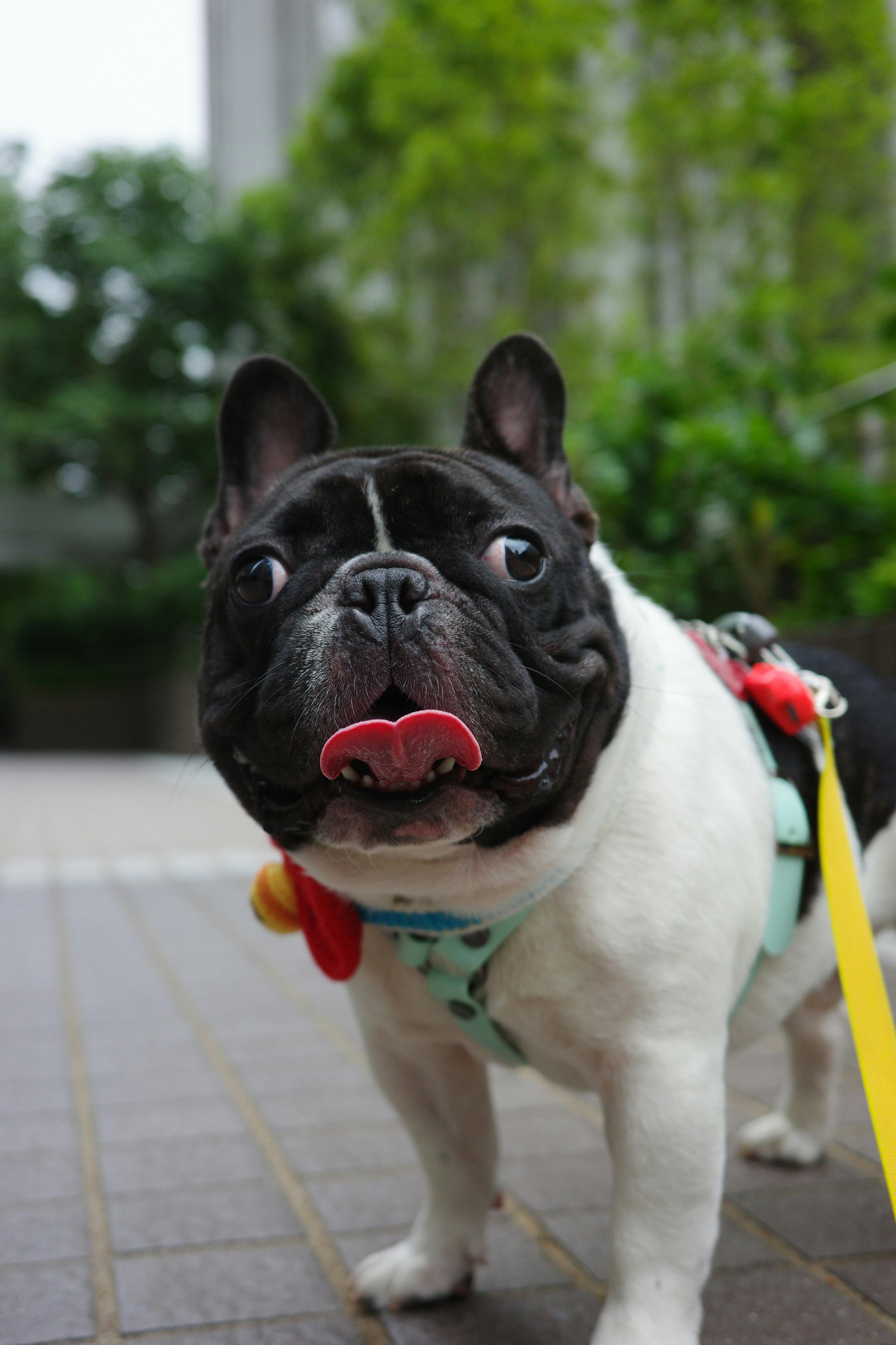 a black and white french bulldog with a tongue hanging out