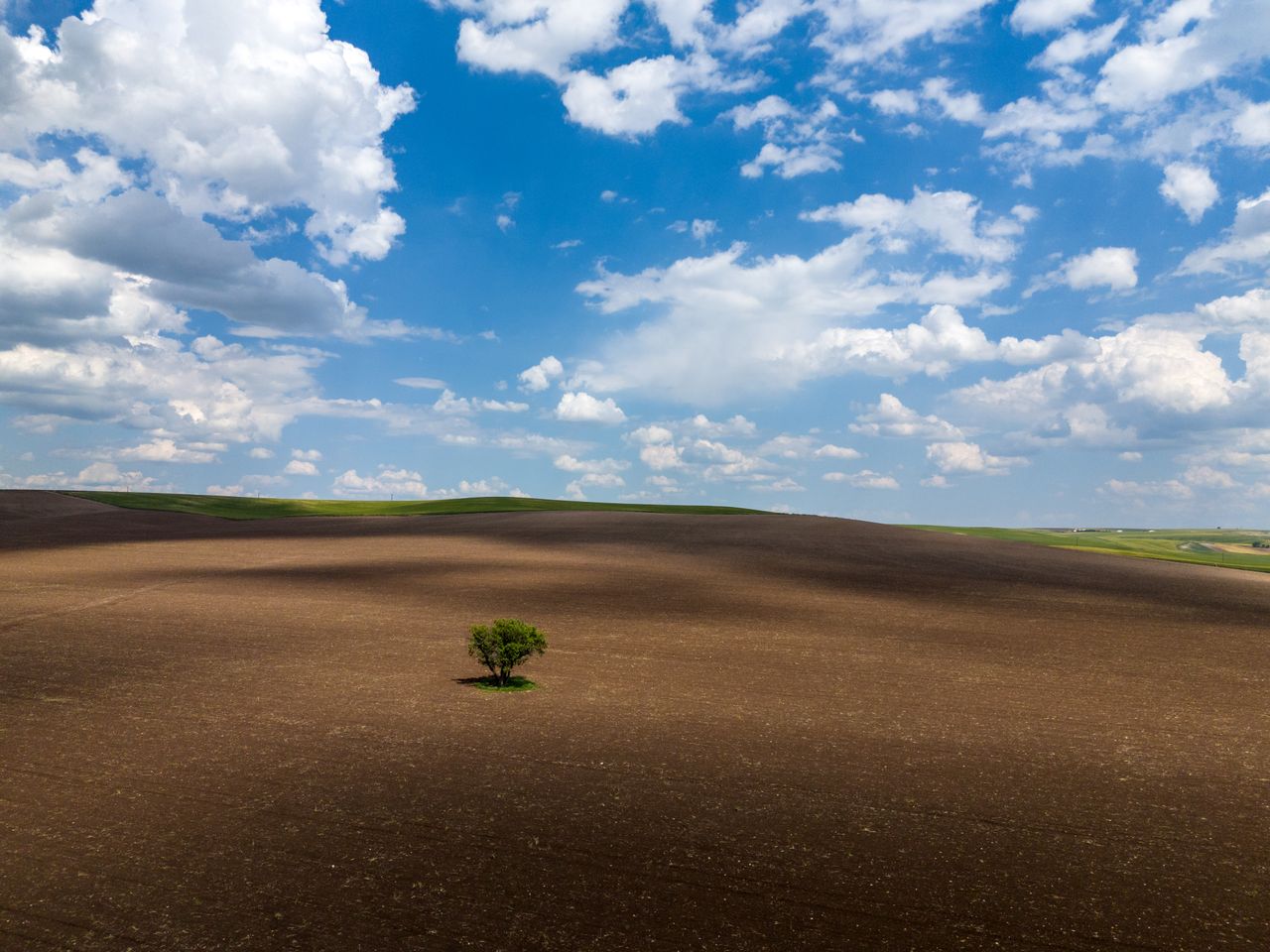 a solitary tree stands in a vast open field under a clear blue sky wit