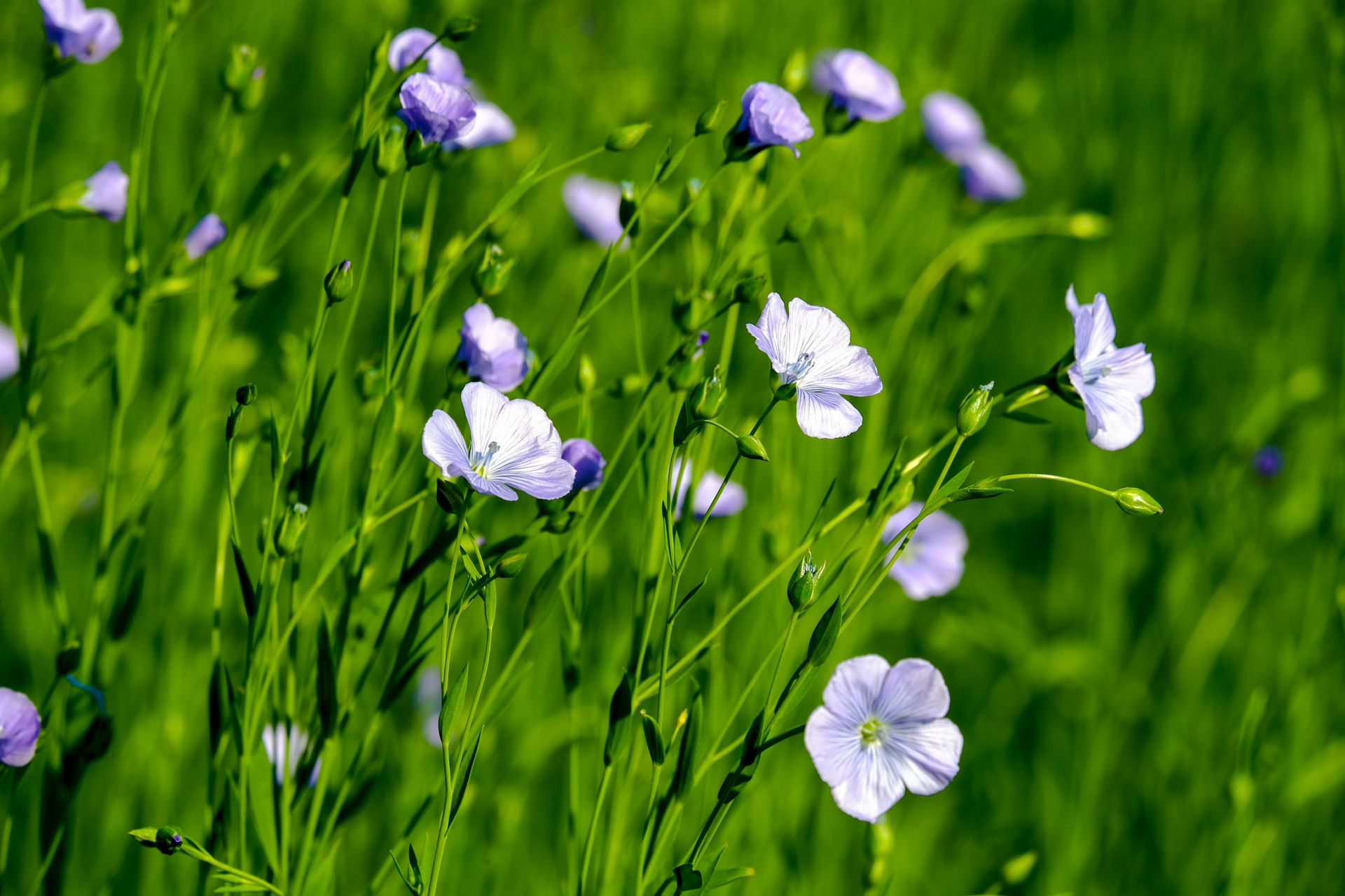 Blue flax flowers blooming in a green field under sunlight, showcasing nature's delicate beauty.