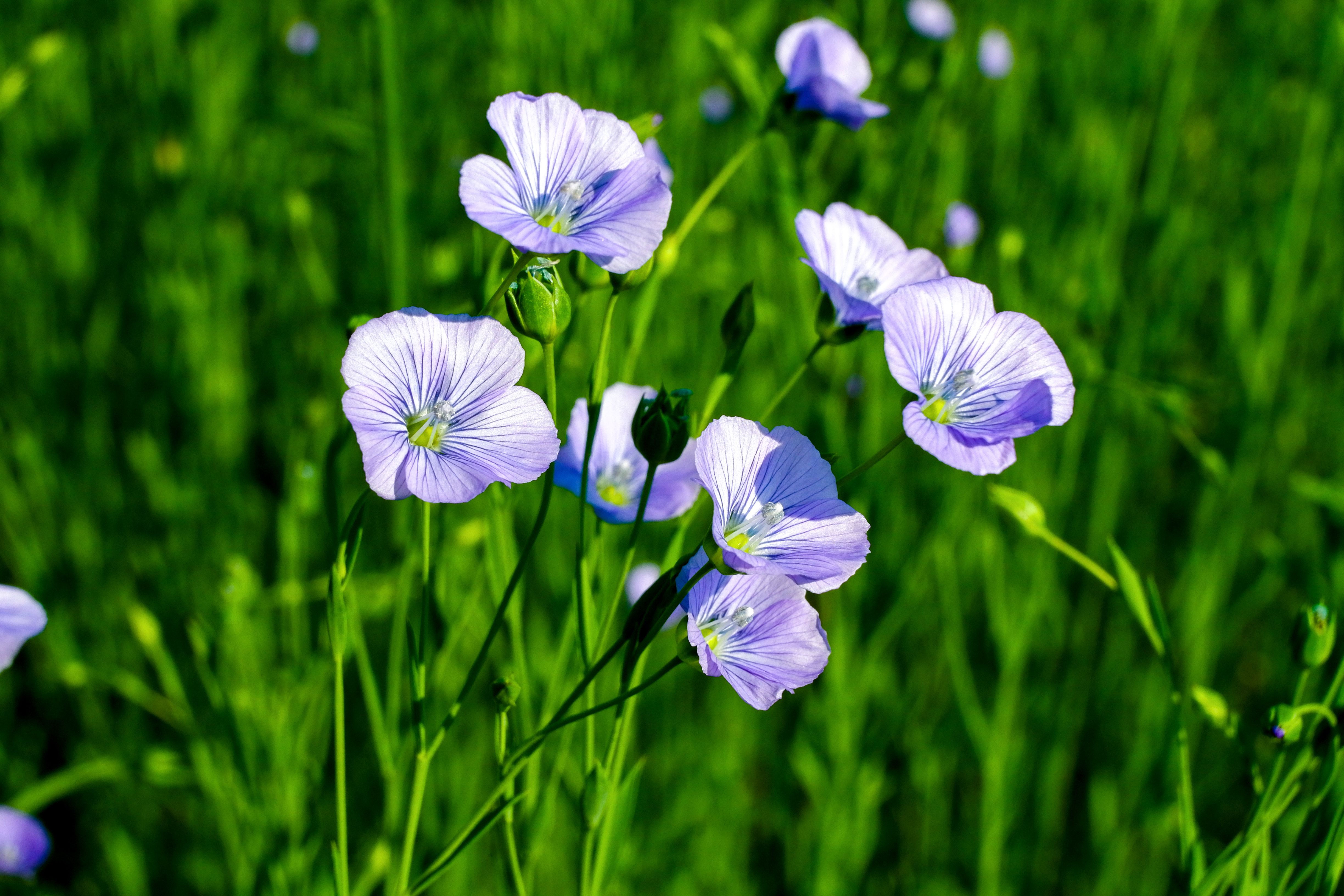 flax plant field blooming