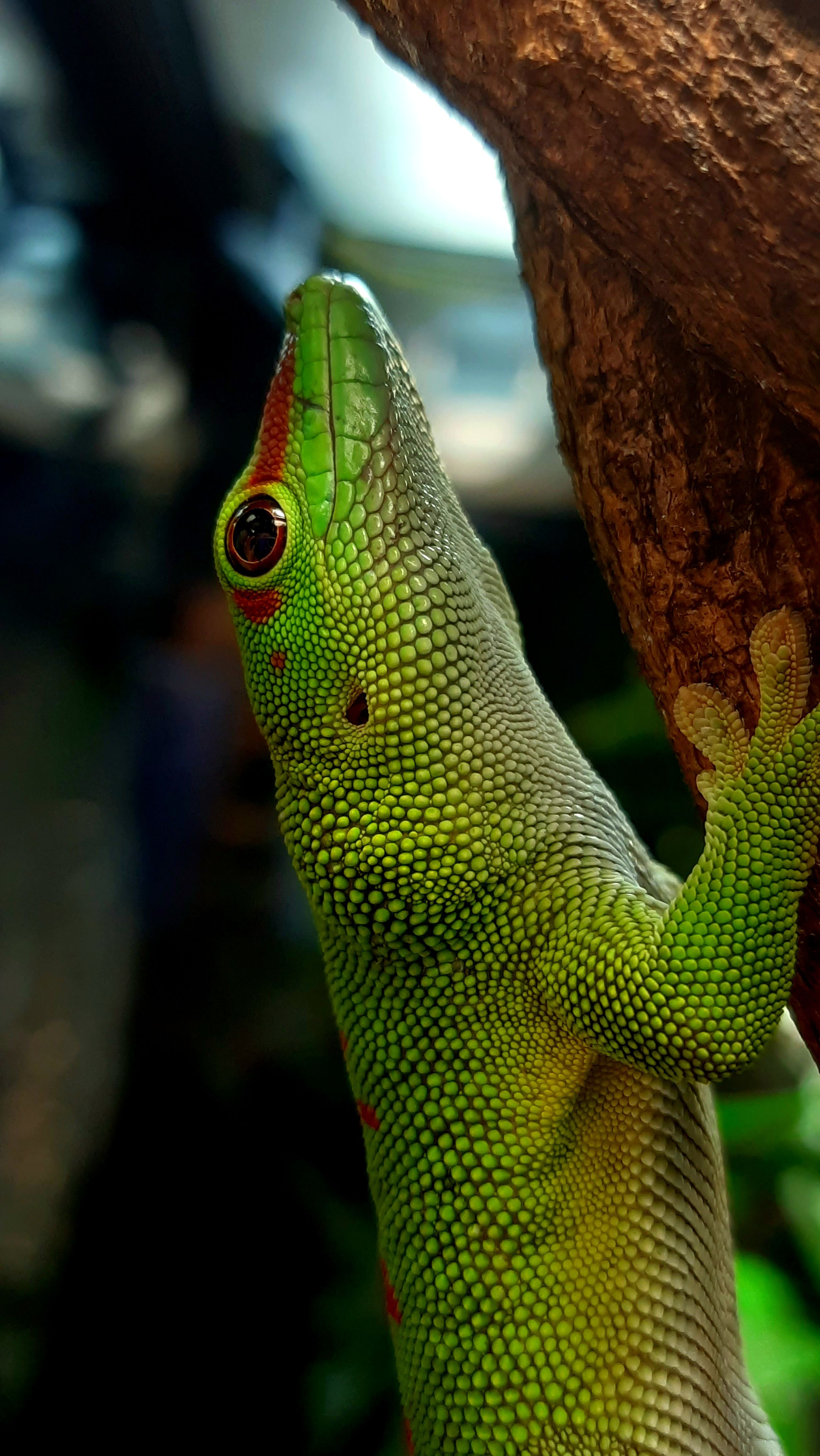 Close-up of a Green Gecko Sitting on a Tree · Free Stock Photo