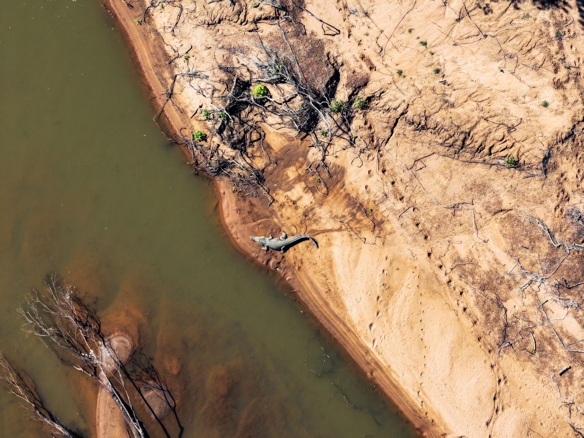 Saltwater crocodile from above