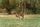 kangaroo