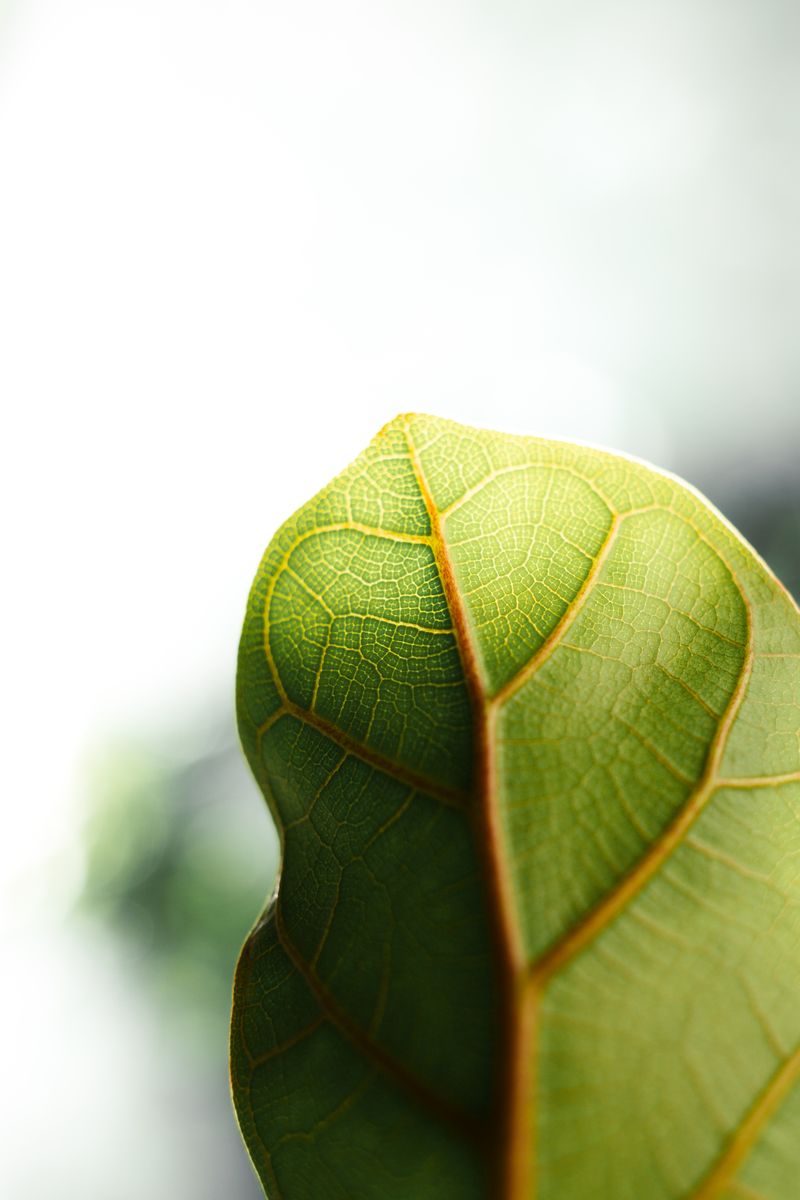 Green Flat Oblong Leaf Plant on Close Up Photography · Free Stock Photo