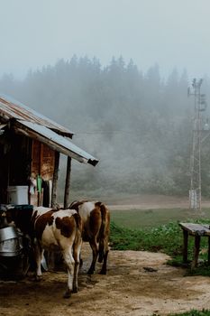 Cows near a rustic barn in a foggy rural landscape, perfect for serene countryside themes.