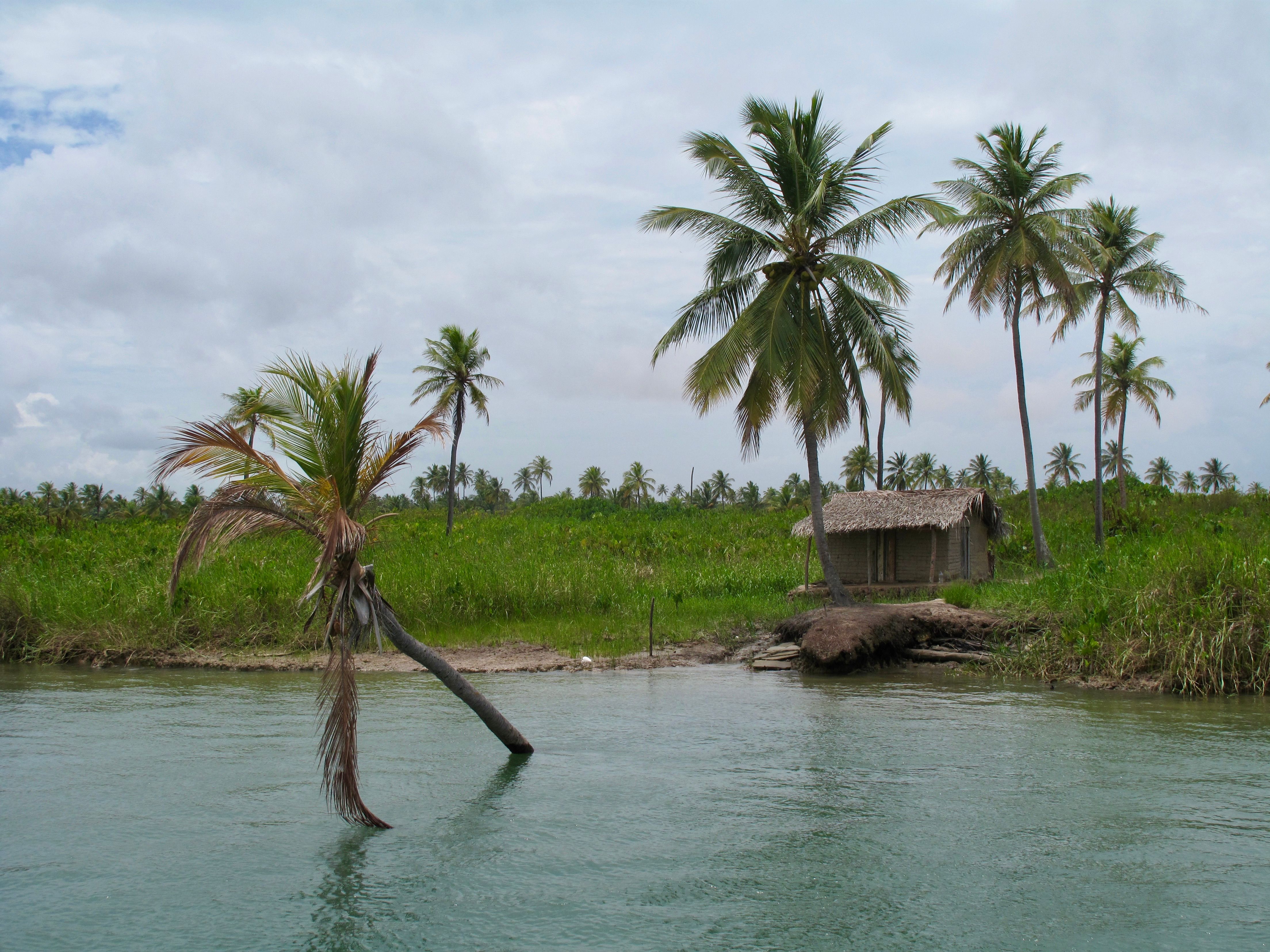 Peaceful tropical scene with palm trees and a hut by a body of water in Southeast Brazil.