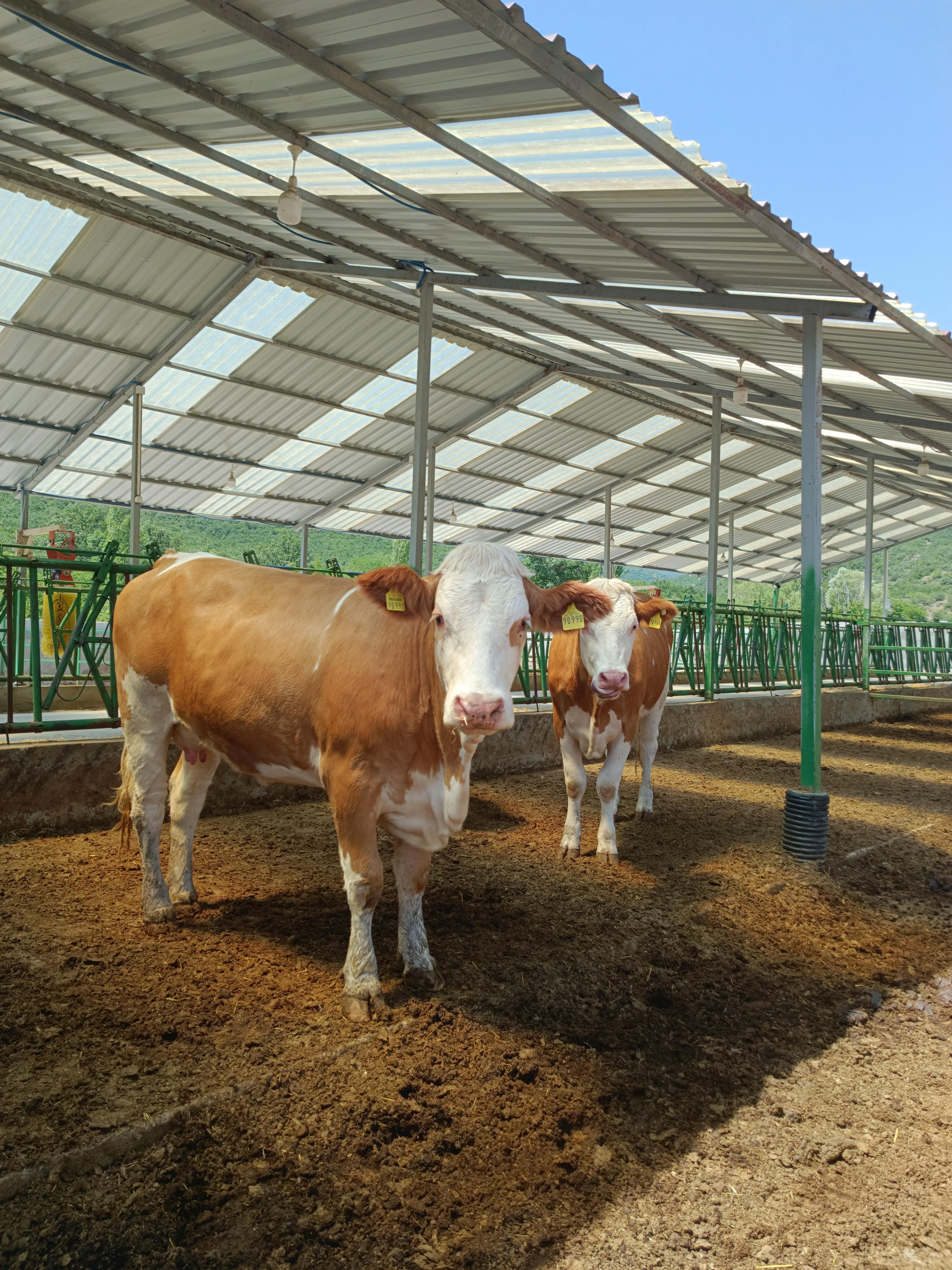 Peter Thiel apuesta por Halter y sus collares solares para transformar la ganadería