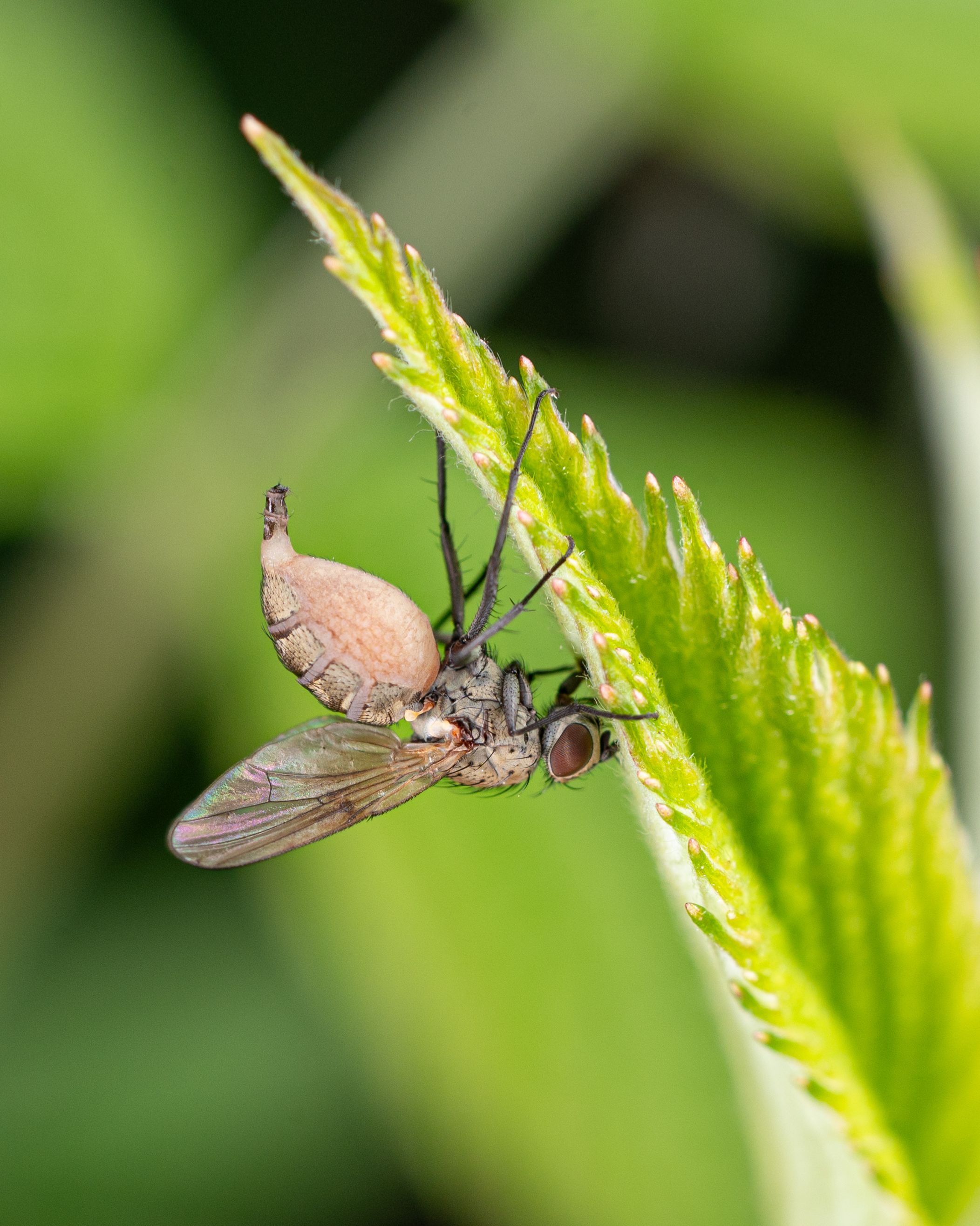 Fly Infected by a Fungus Sitting on a Nettle Leaf · Free Stock Photo