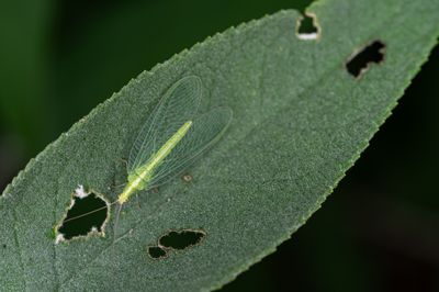 Crisopa (Chrysoperla), predadora de pulgões e ácaros