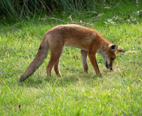 Free A young red fox in lush green grass outdoors, showcasing nature's beauty. Stock Photo