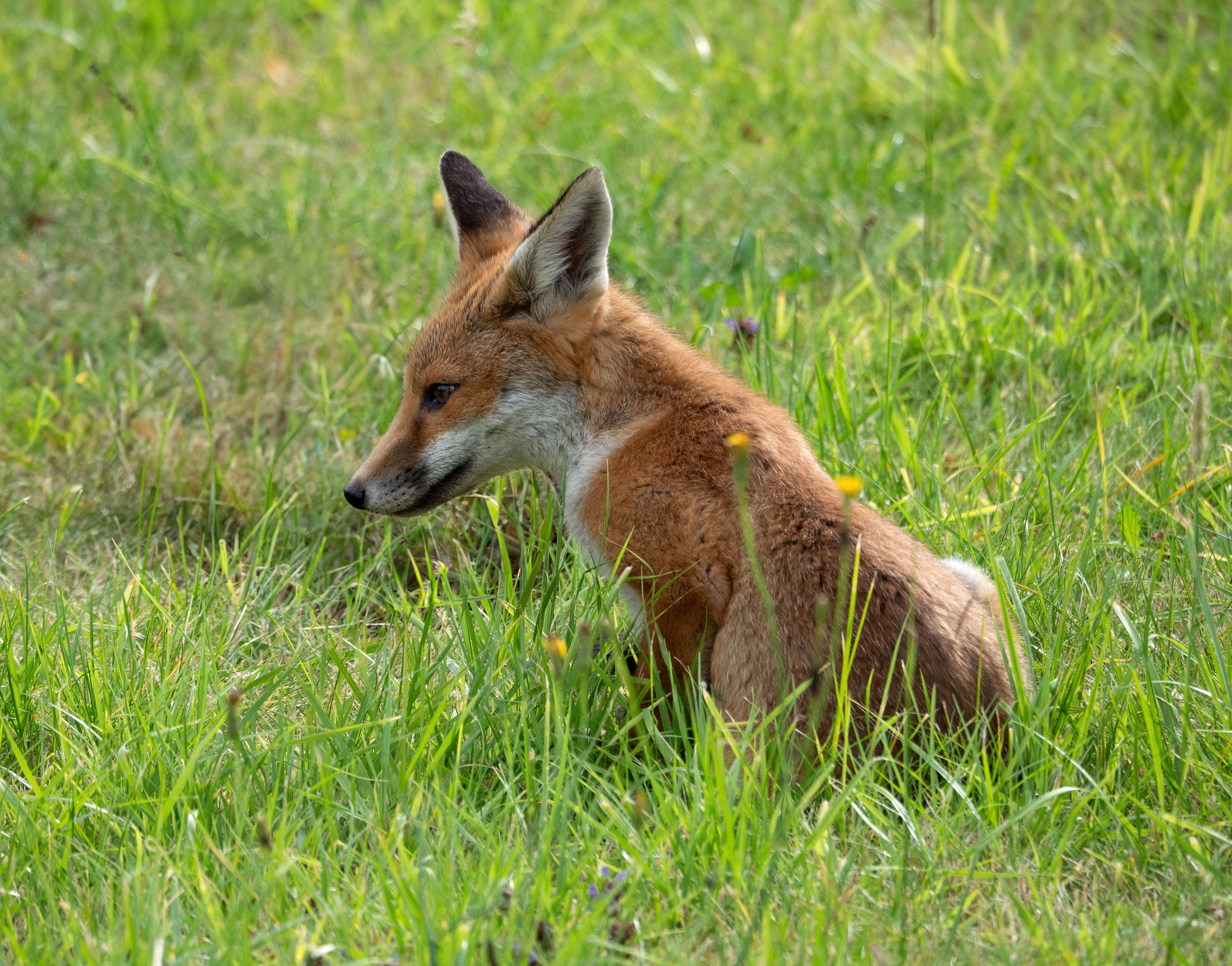 Red fox sitting in lush green grass, perfectly blending with nature's beauty.
