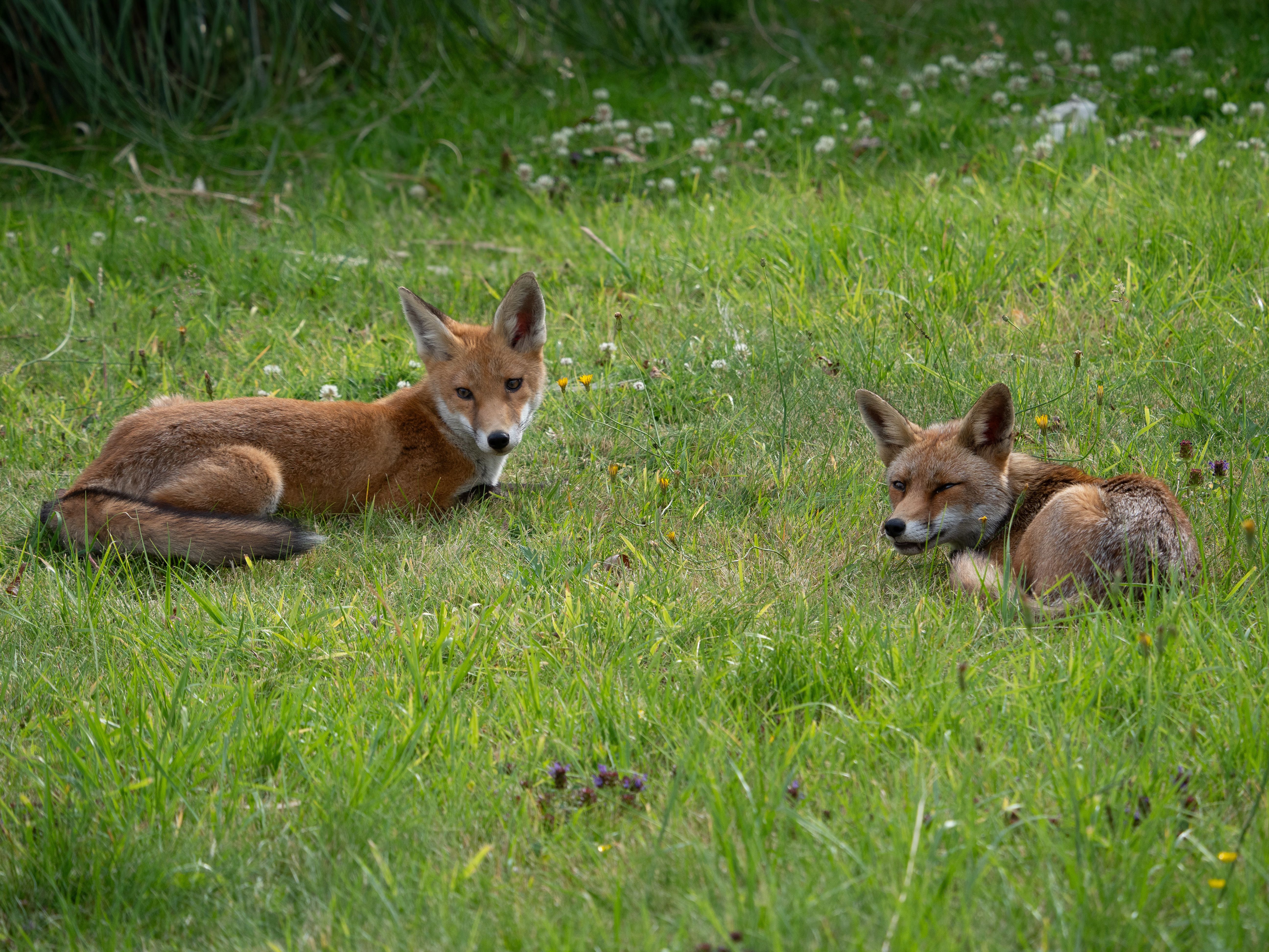 Two red foxes (Vulpes vulpes) lying in lush green grass during daytime, showcasing wildlife in natural habitat.