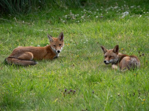 Free Two red foxes (Vulpes vulpes) lying in lush green grass during daytime, showcasing wildlife in natural habitat. Stock Photo