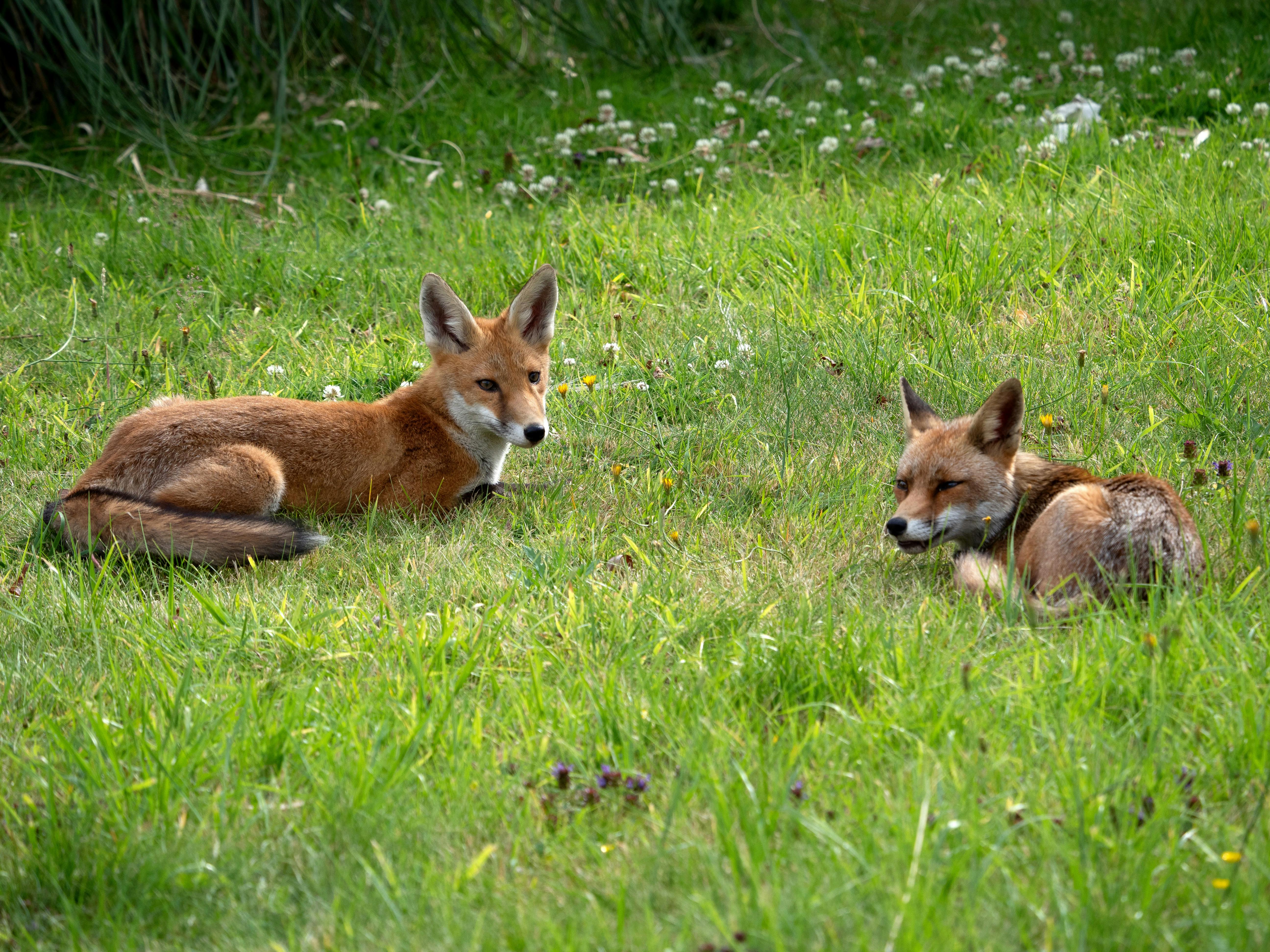Two red foxes resting on a grassy field, showcasing wildlife harmony.