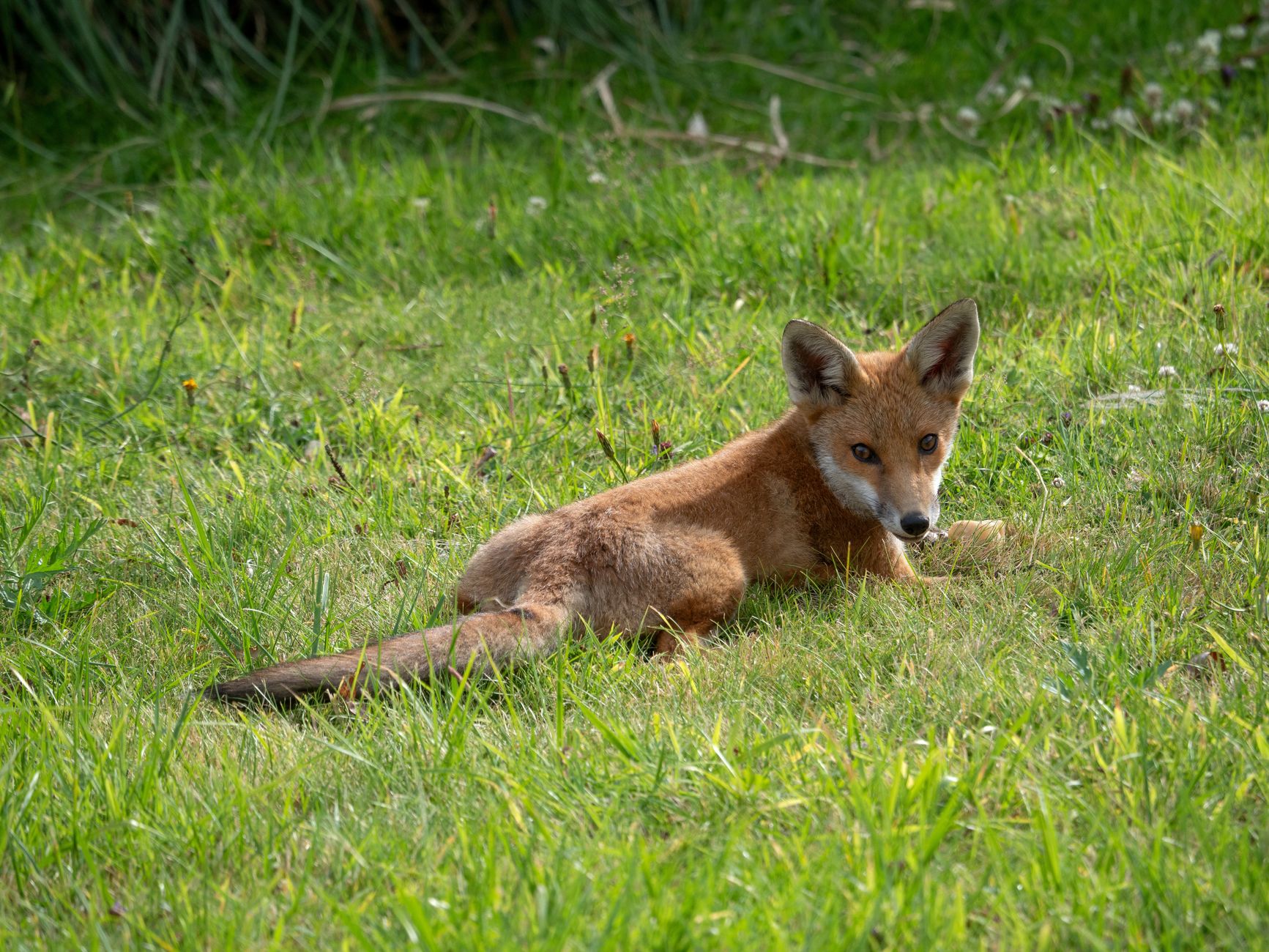 Der Fuchs