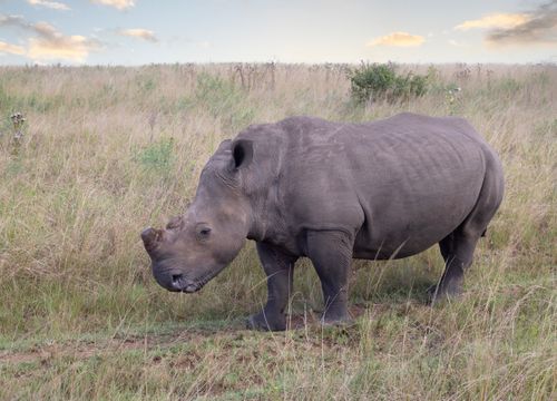 Free A close-up of a white rhino in the natural grasslands of Durban, South Africa. Stock Photo