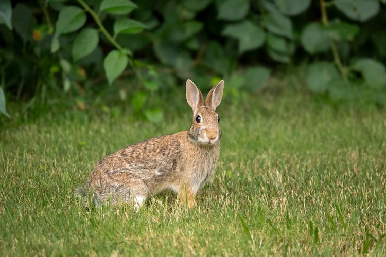 Bunny On A Lawn