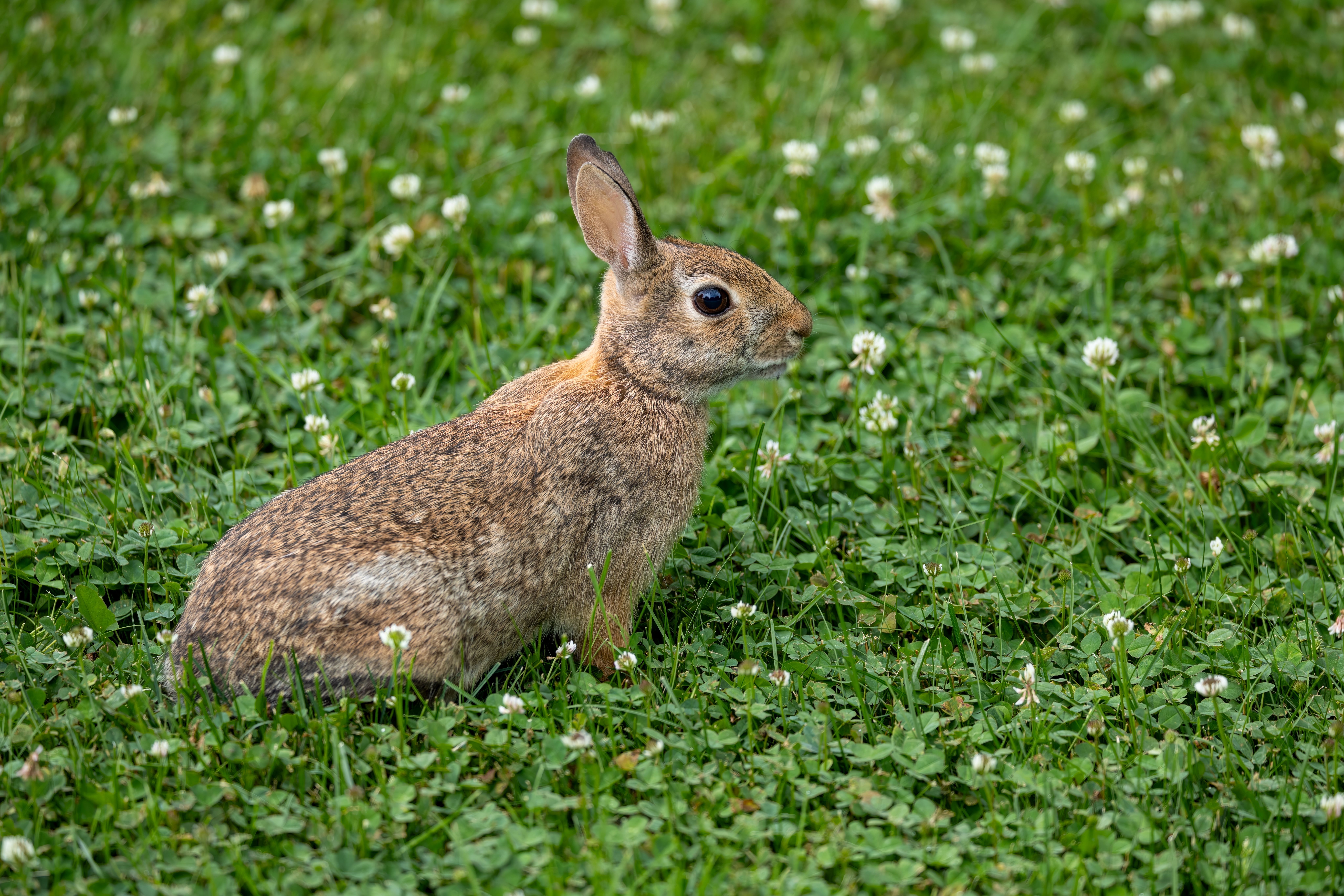 Ask the Expert: Spring and Summer Pet Care Tips - 5 EYEWITNESS NEWS — Photo by Mohan Nannapaneni on Pexels