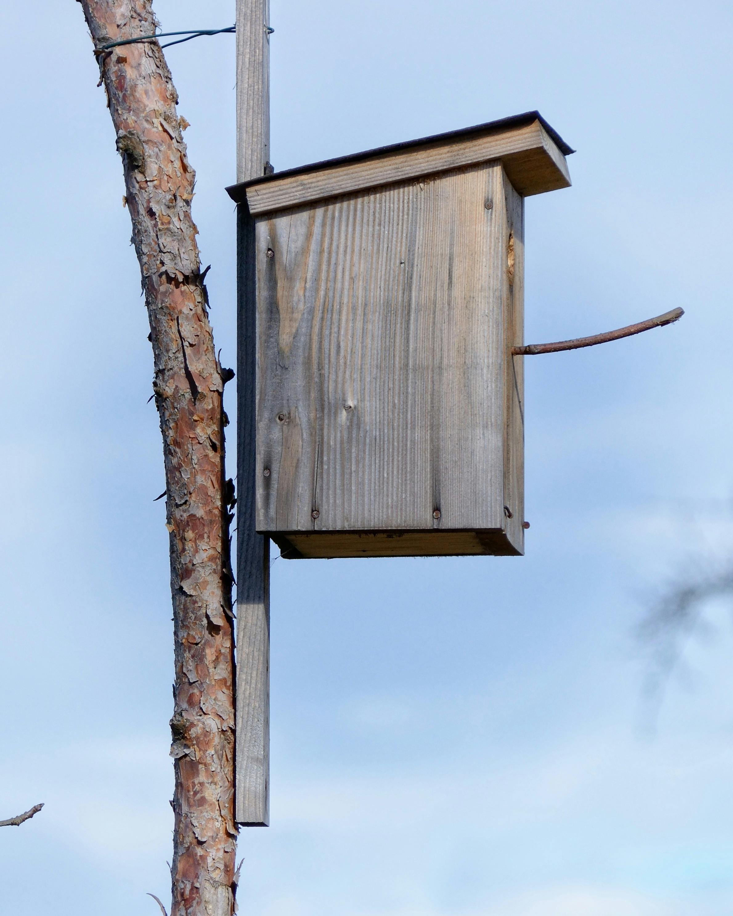 Free Stock Photo Of Animal Welfare Aviary Bird Feeder