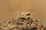 Close-up view of a crab spider (Thomisidae) in a natural setting, highlighting its intricate details.