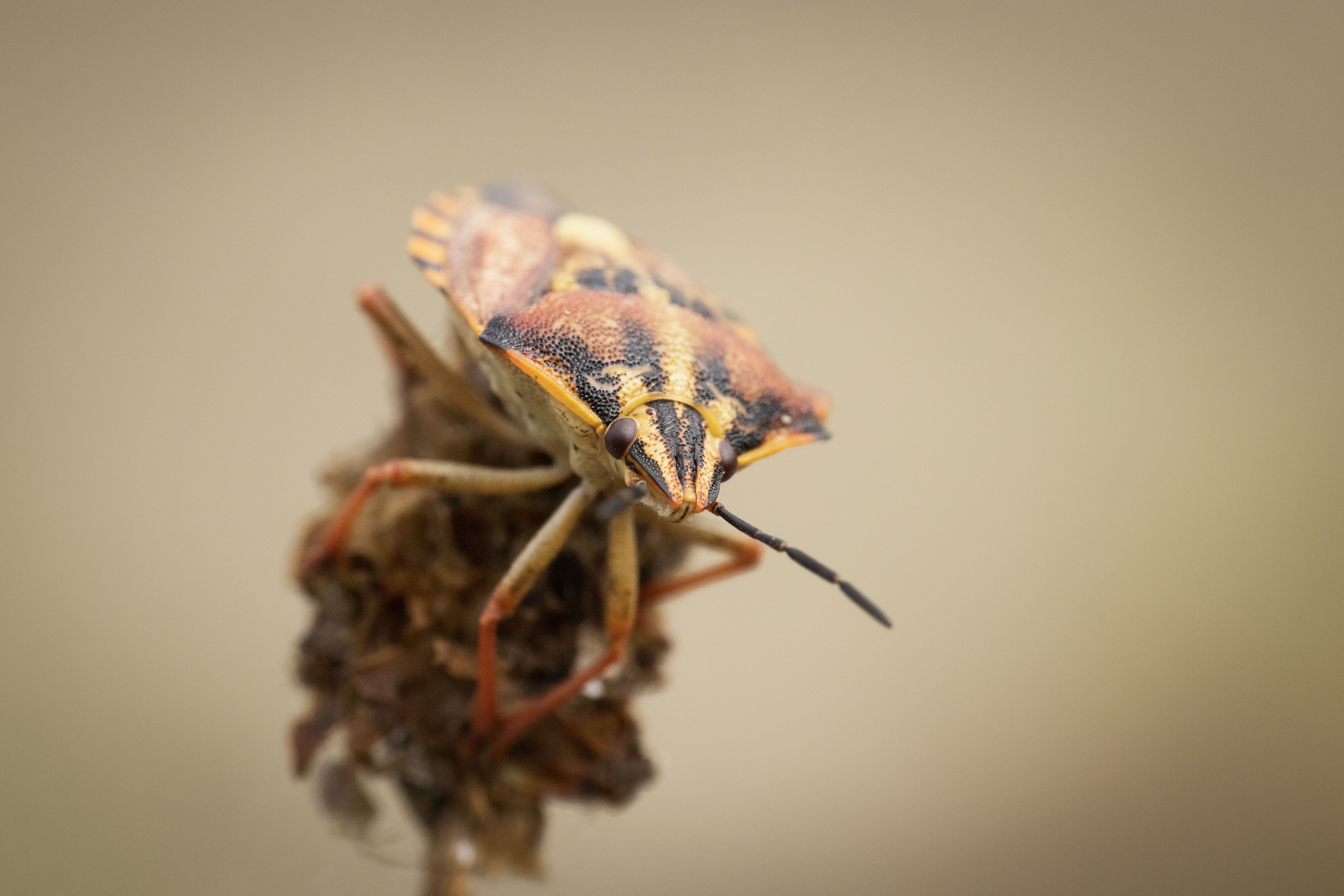 Detailed close-up image of a red shield bug on a plant, showcasing macro photography at its finest.