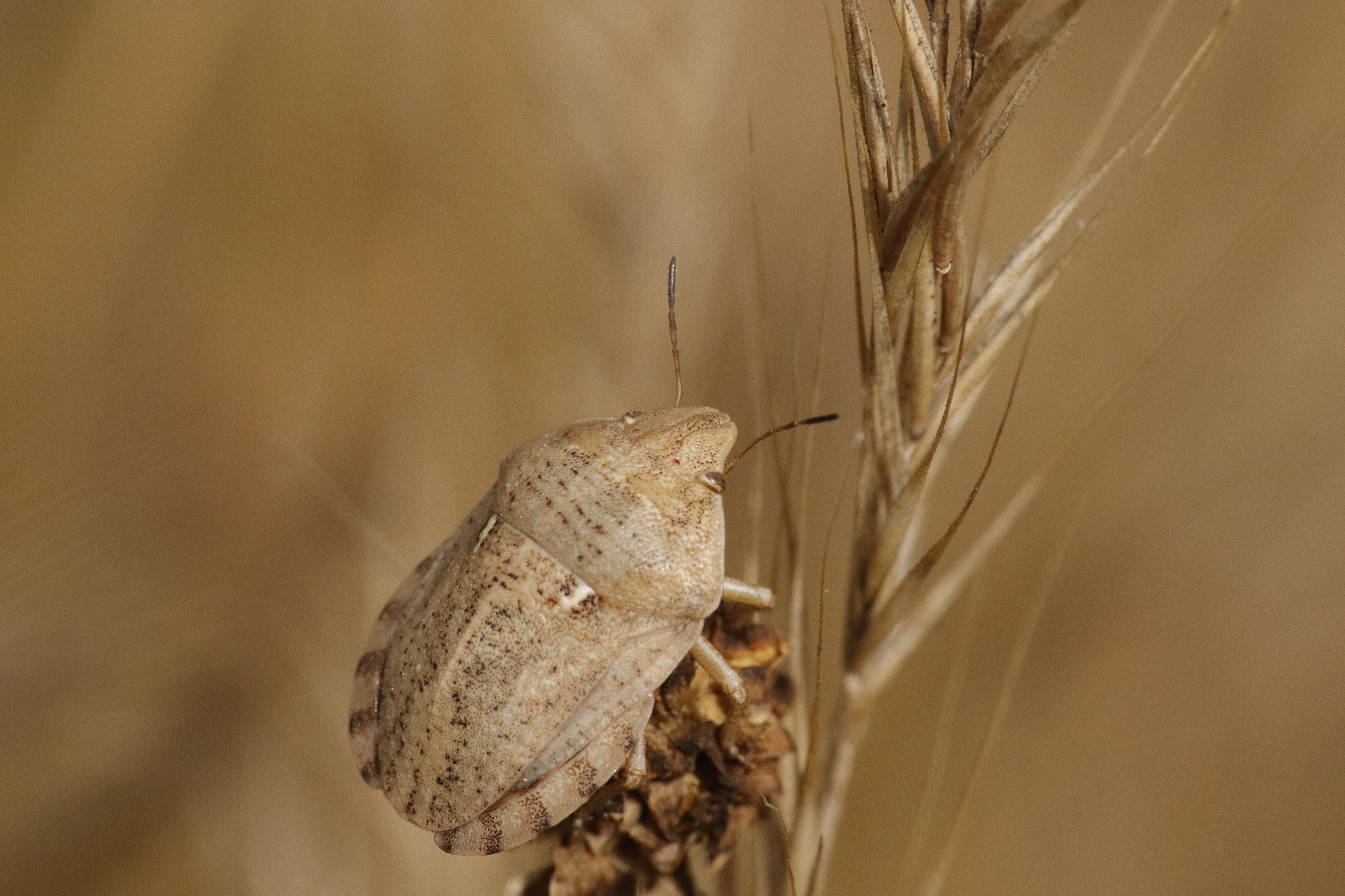 Close-up image of a jewel bug perched on dry plant stems, showcasing its intricate patterns.
