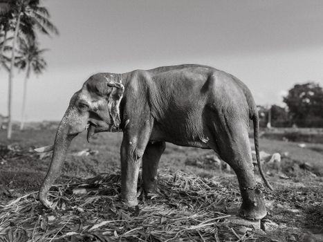 elephant photo