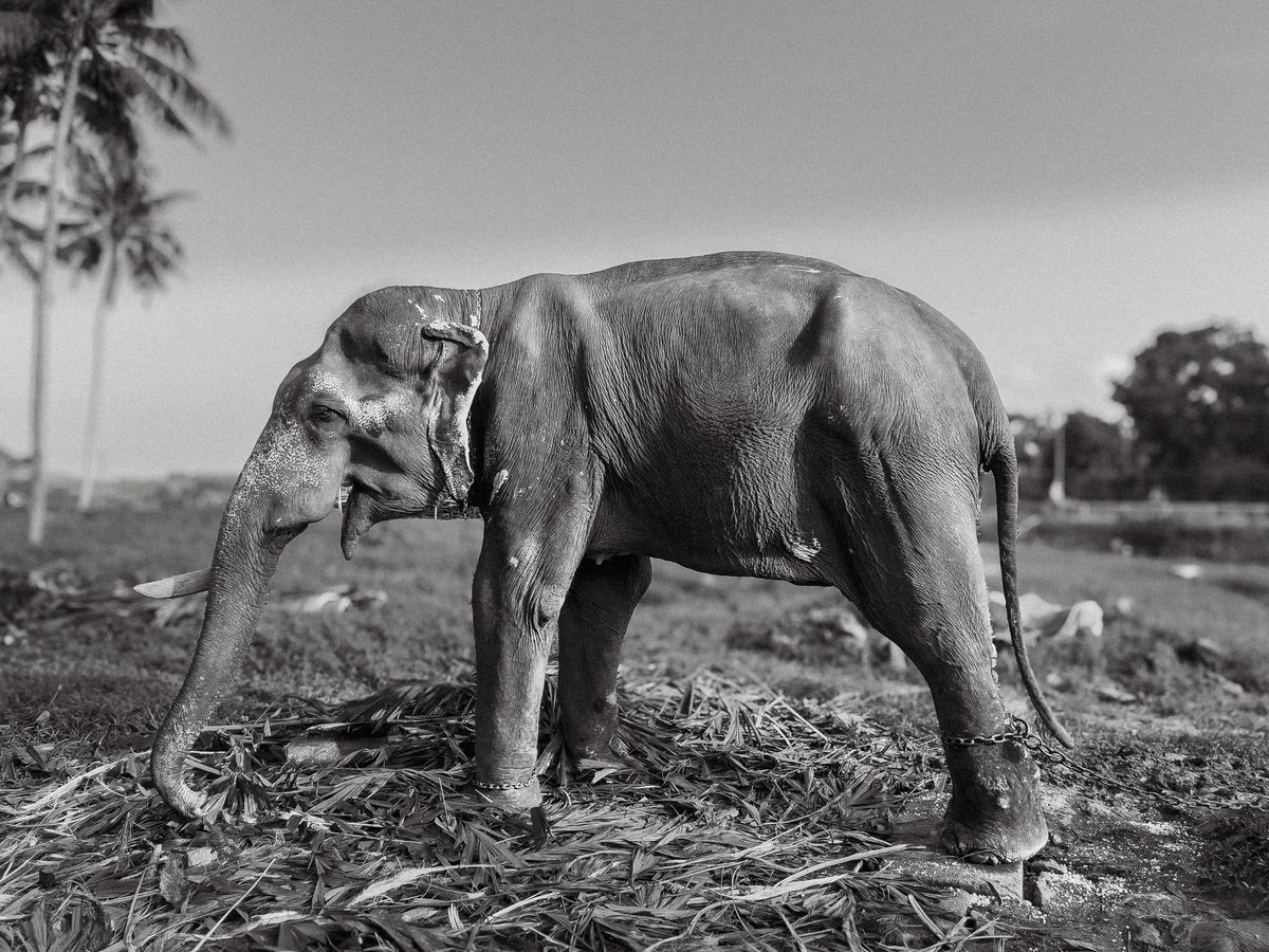 Pay Peanuts, Get Elephants.