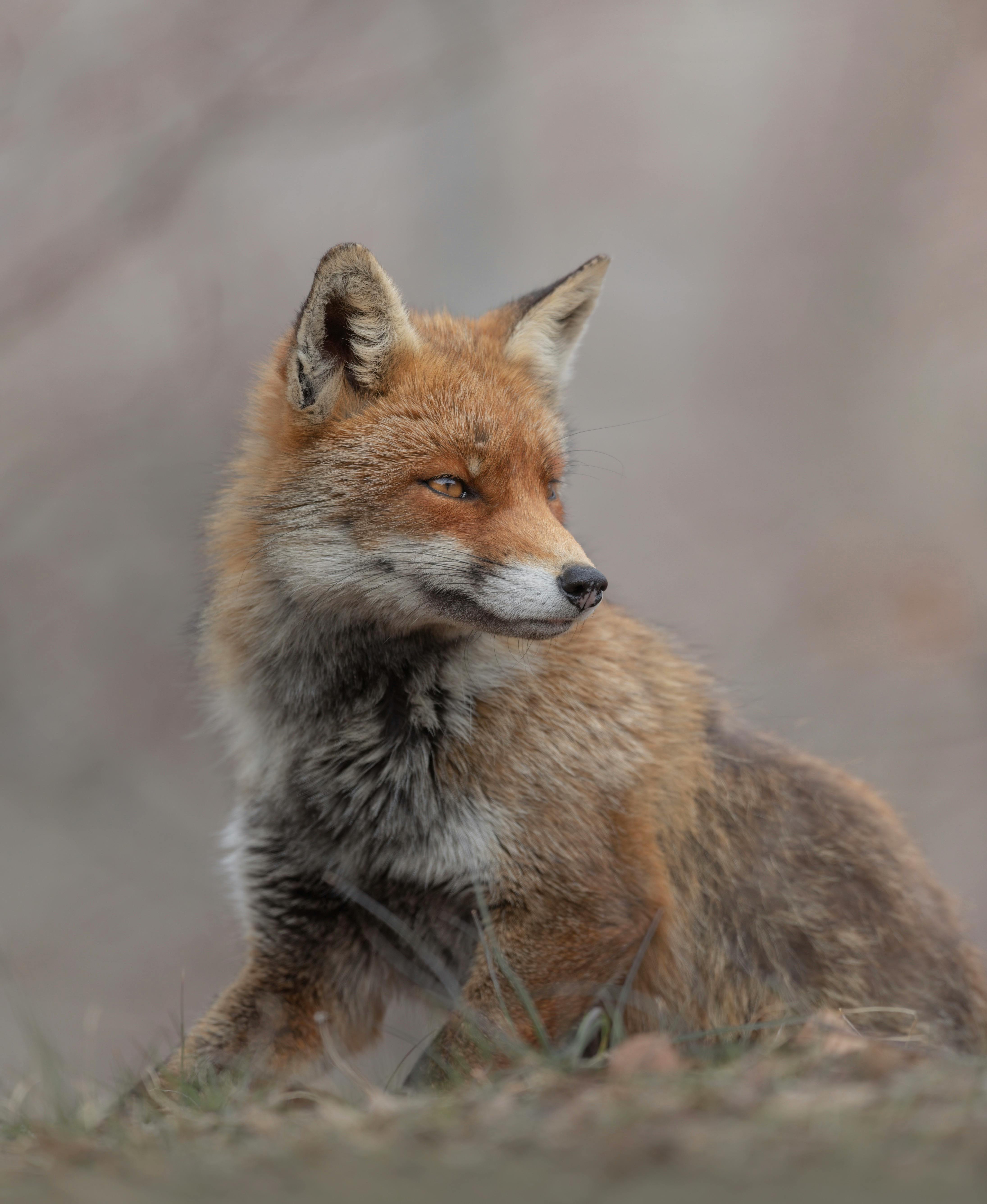 Close-up of a red fox (Vulpes vulpes) in Italy's natural setting.