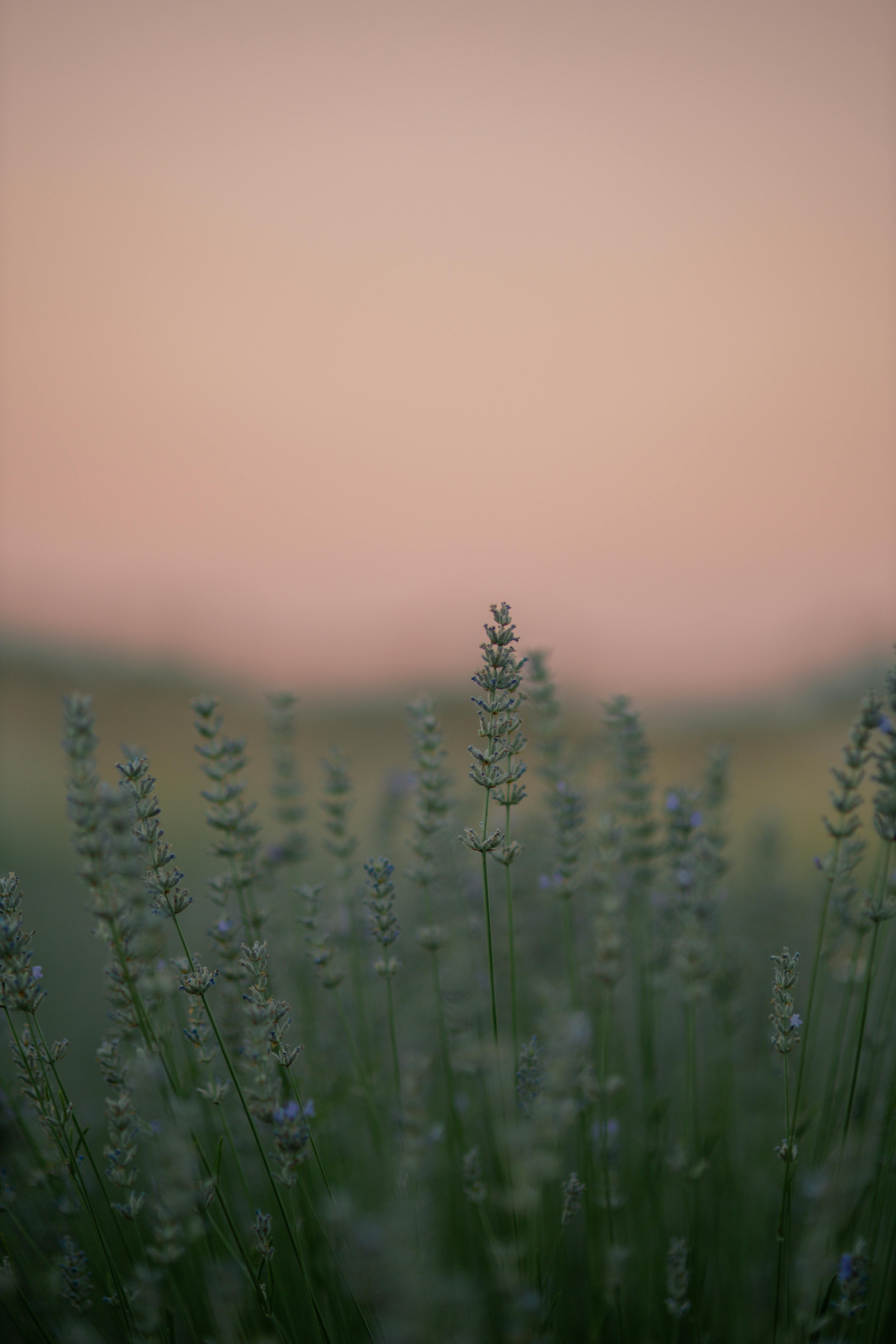 A serene lavender field at dusk with a pastel pink sky creating a calming atmosphere.