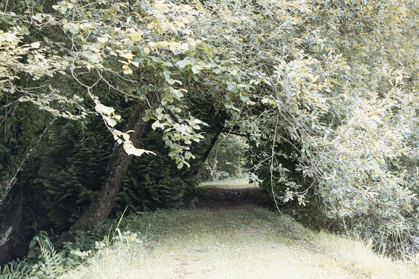 Nature désaturée