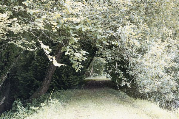 Nature désaturée
