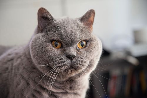 Free Adorable close-up of a gray Scottish Fold cat with golden eyes, showcasing its unique round face and ears. Stock Photo