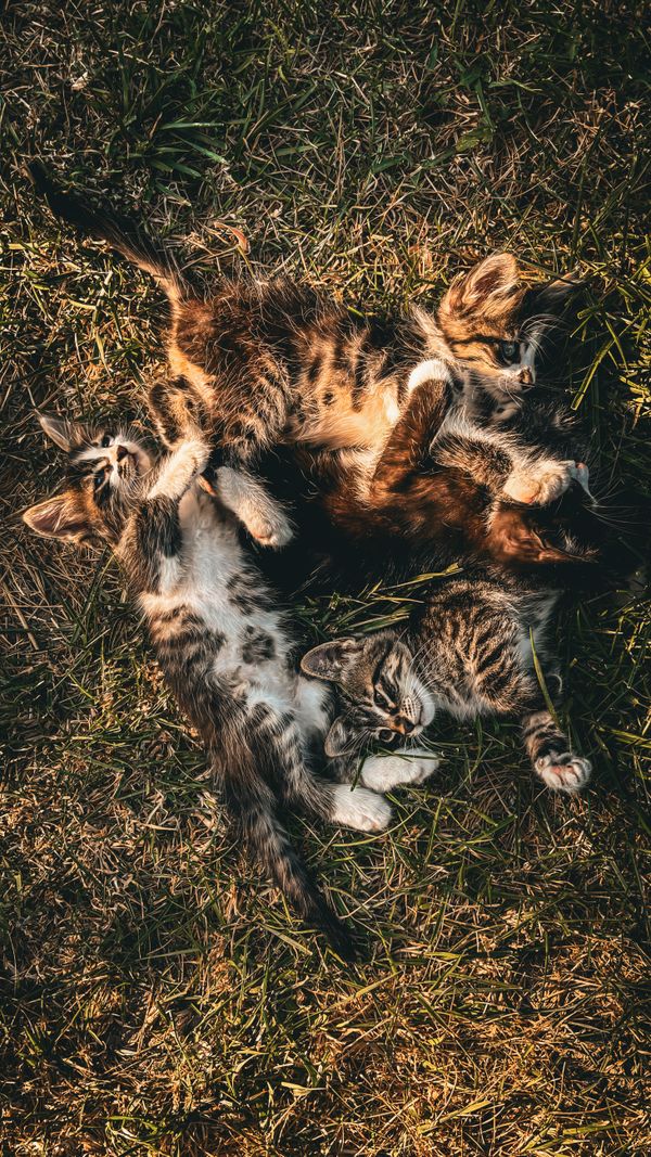 Um grupo de gatinhos brincando em um campo gramado em Istambul. Perfeito para temas de animais e natureza.