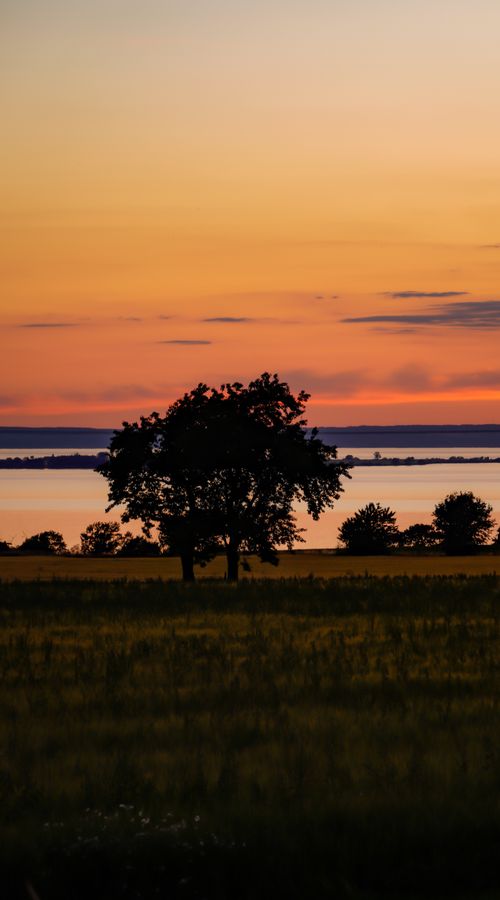 Free Peaceful sunset scene with silhouetted trees by a tranquil lake in a rural setting. Stock Photo