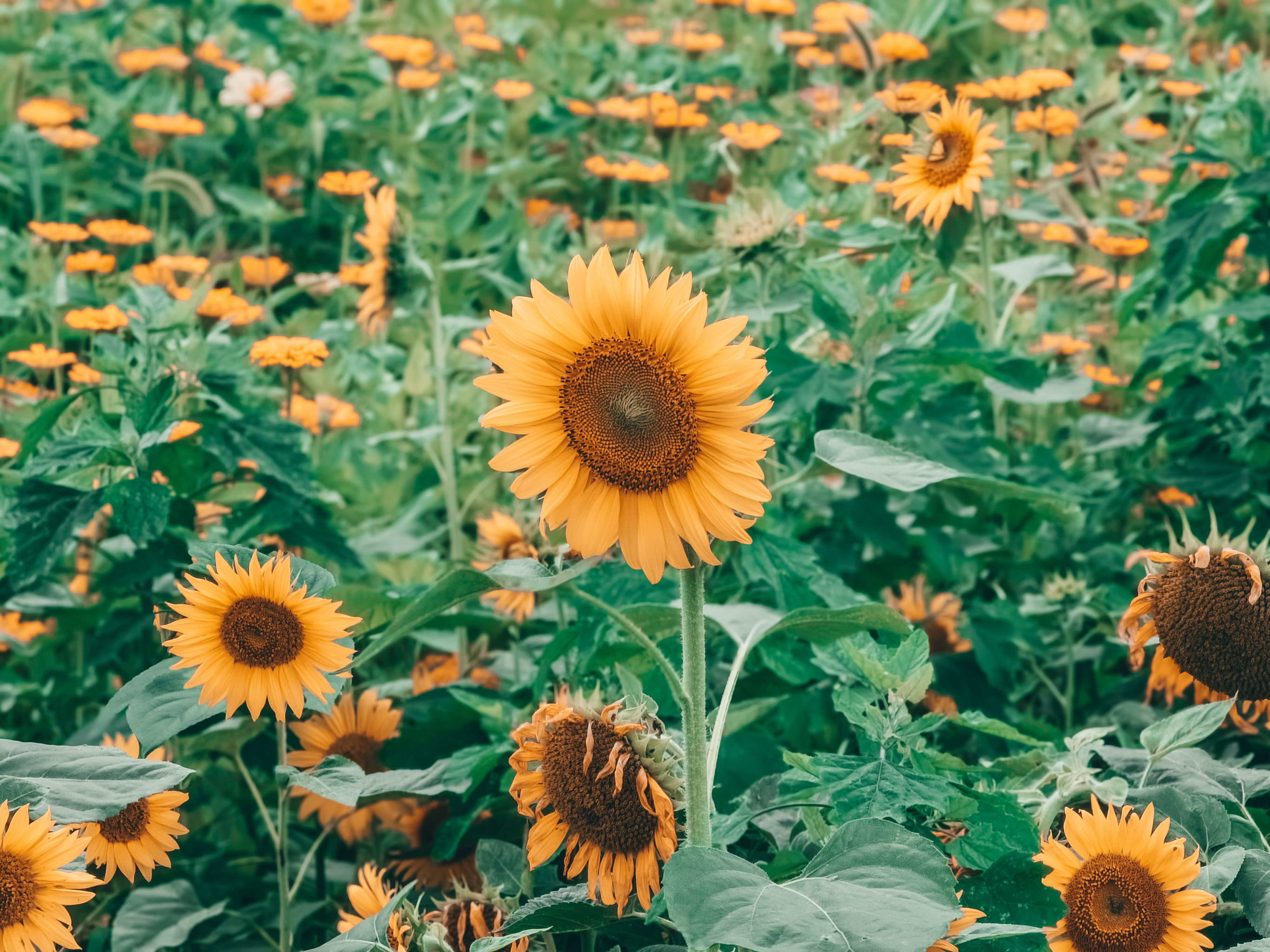 Yellow Sunflowers on Field · Free Stock Photo