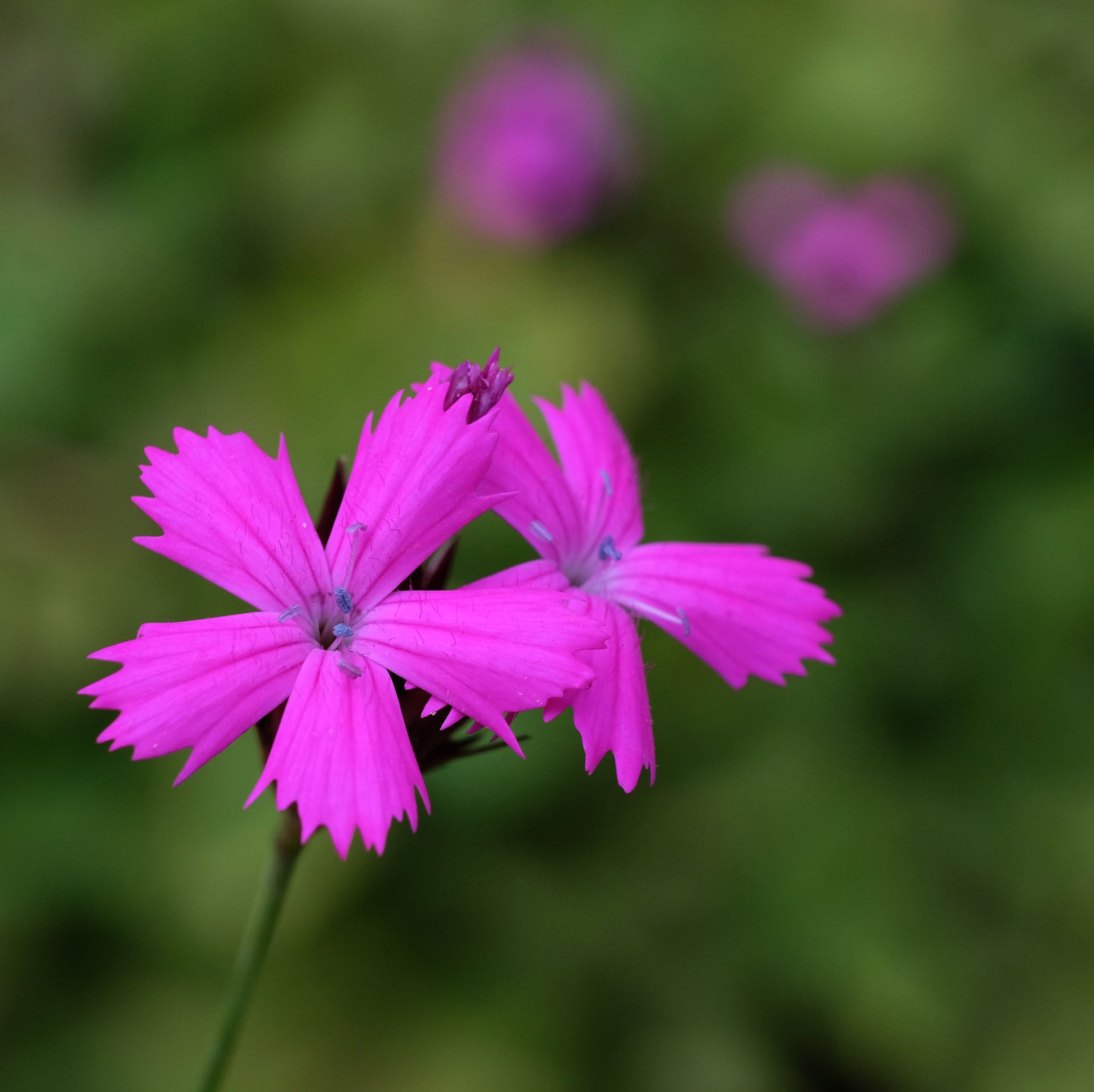 Close-up of vivid Carthusian Pink flowers against a blurred green background, capturing the essence of spring.