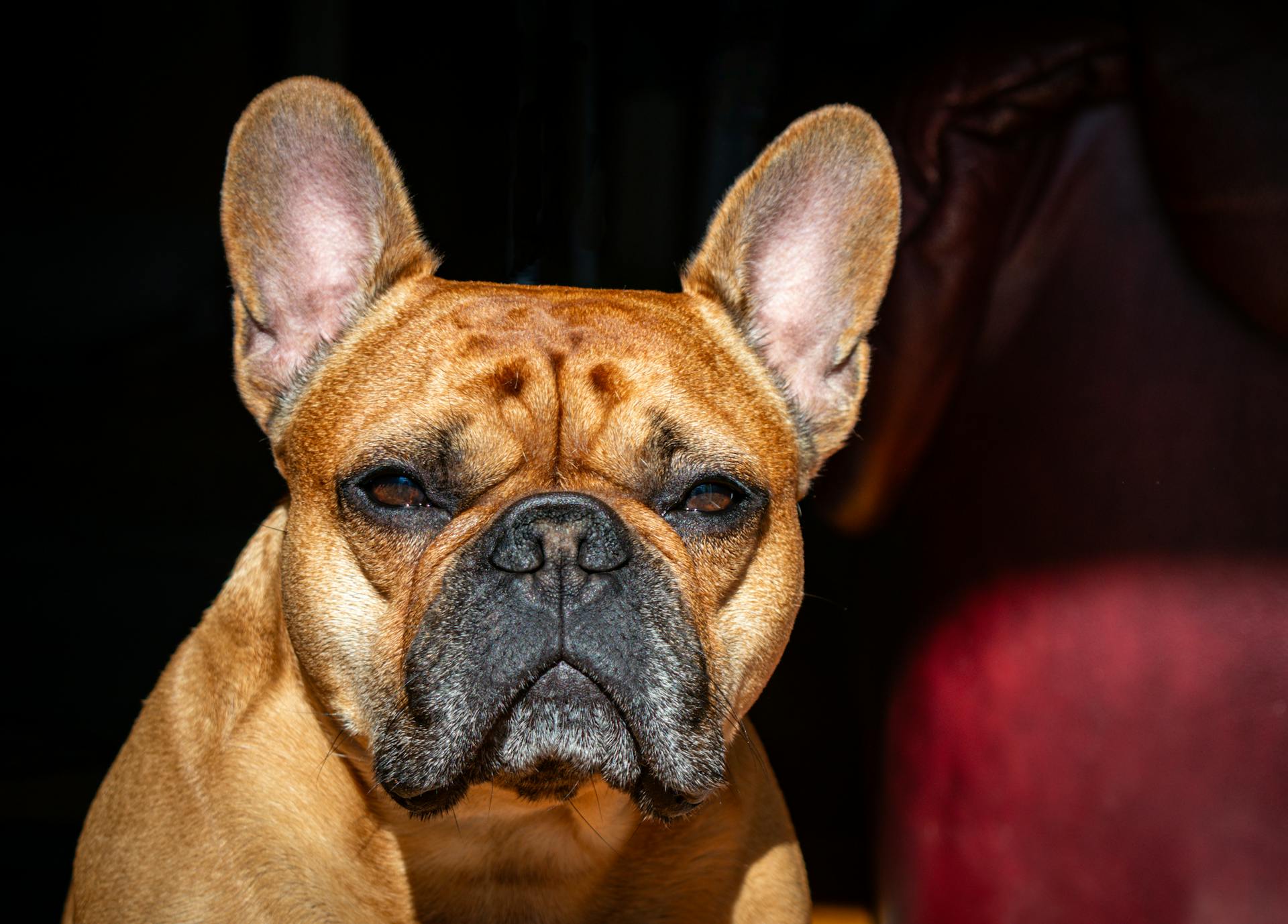 Brown French Bulldog