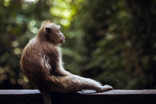Fotobanka s bezplatnými fotkami na tému Bali, Indonézia, primát