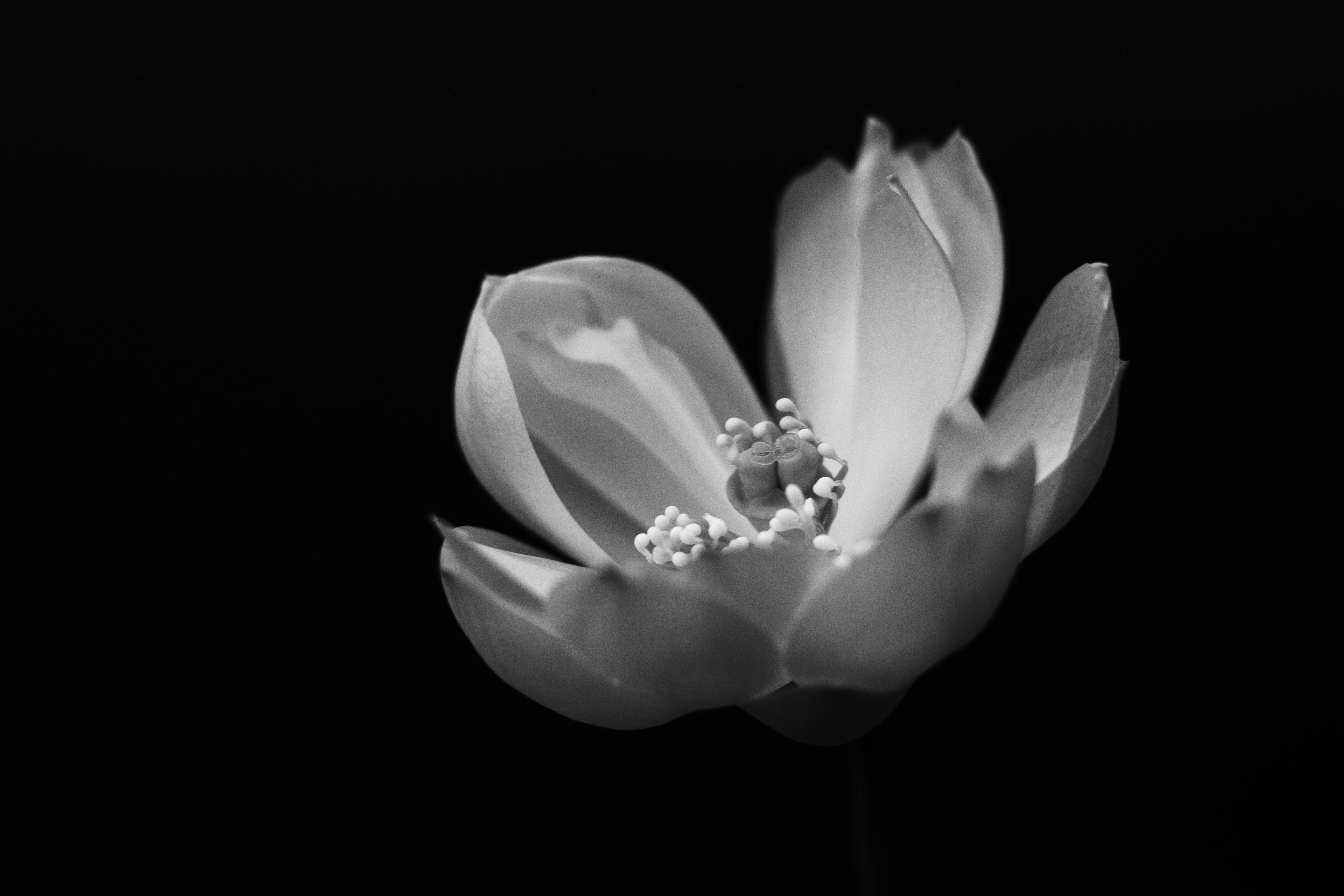 Elegant black and white photo of a lotus flower against a dark background, highlighting its petals.