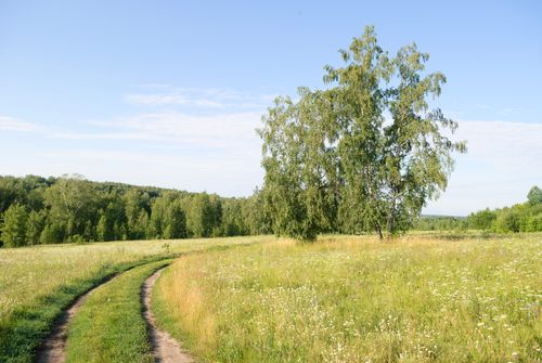 Free A peaceful rural landscape with a dirt road winding through a meadow. Stock Photo