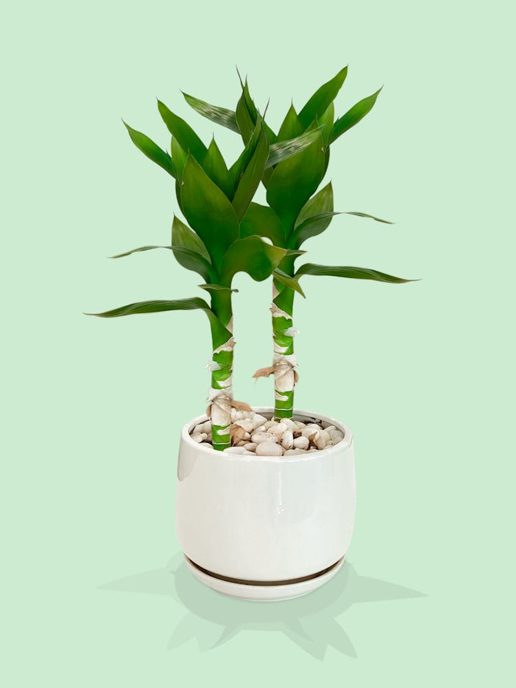 Plant In Flowerpot