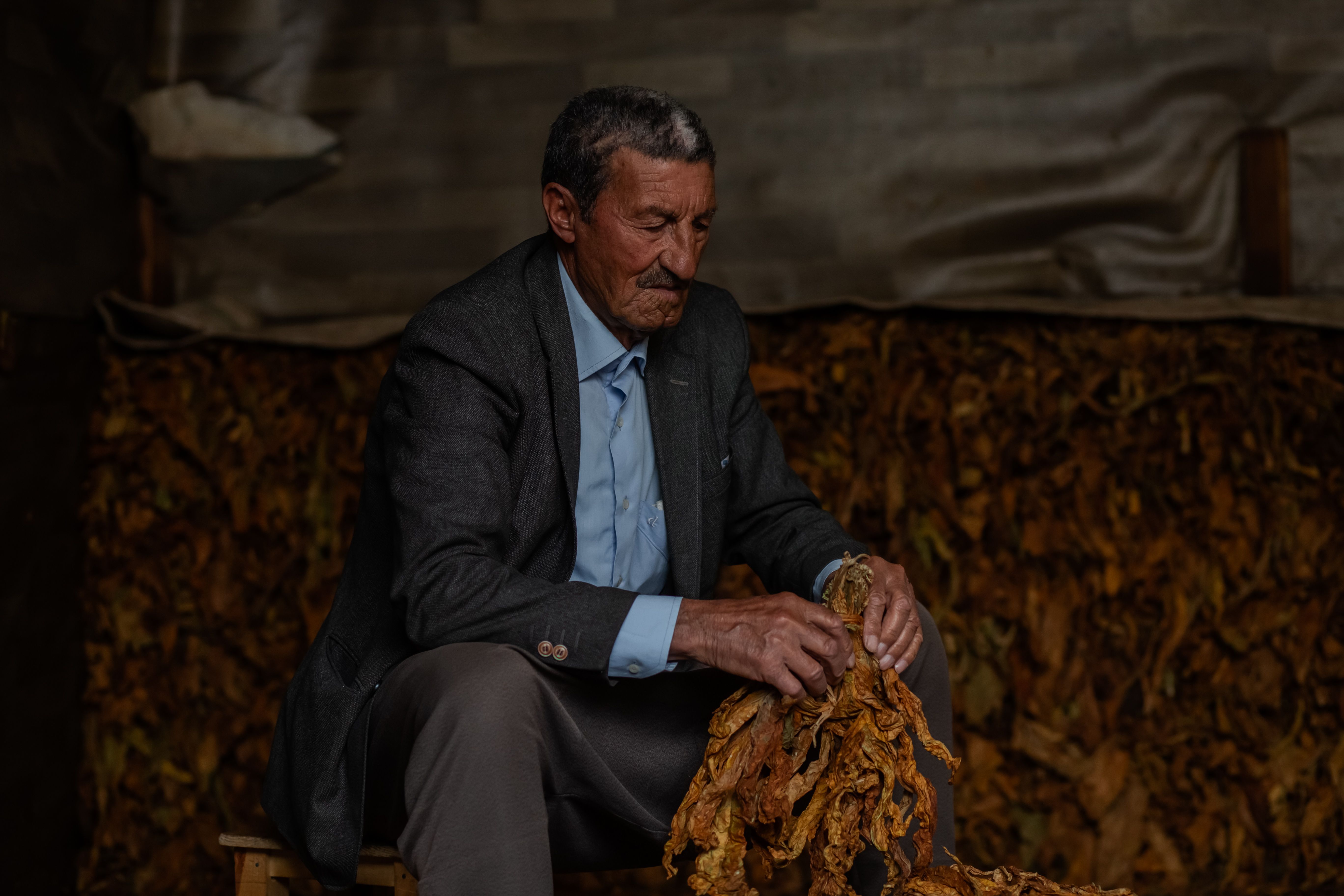 Senior man in rural setting sorts dried tobacco leaves in a dimly lit barn.